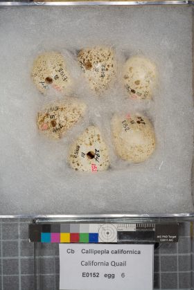 Image representing Callipepla californica.