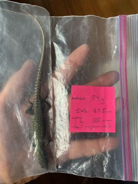 Image representing Podarcis muralis maculiventris.