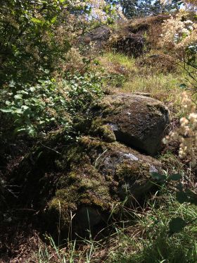 Image representing Podarcis muralis maculiventris.