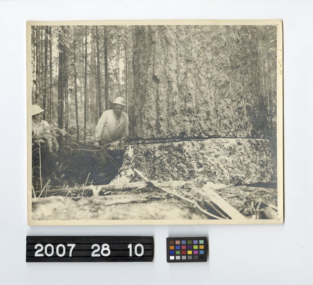 Image representing Print, Photographic.