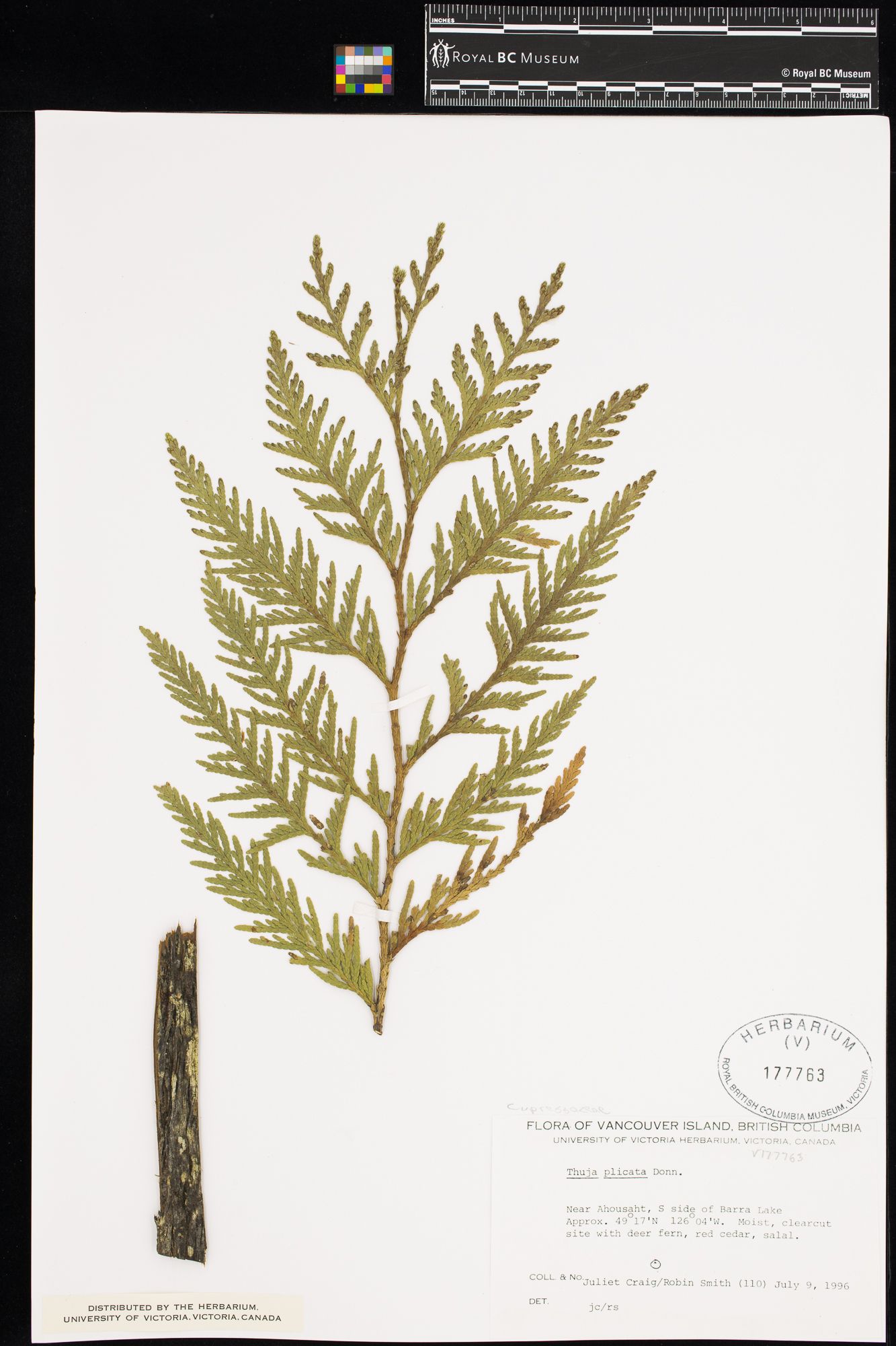 Image representing Thuja plicata.