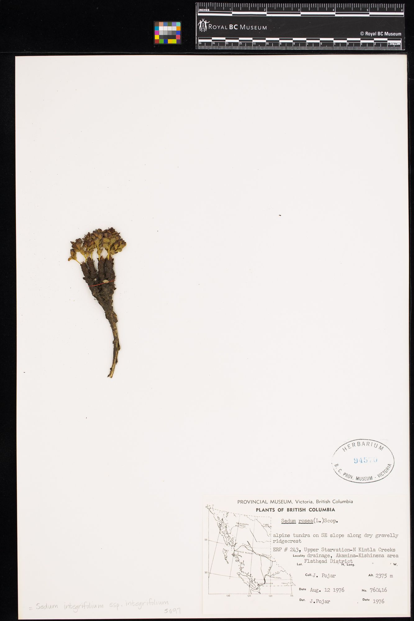 Image representing Sedum integrifolium ssp. integrifolium.