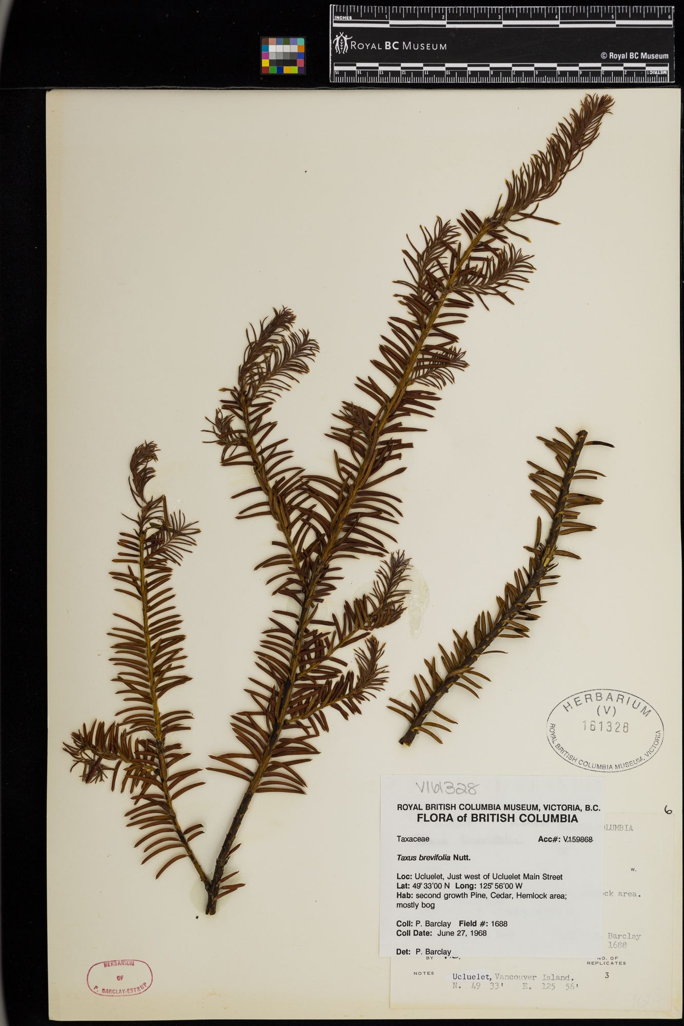 Image représentant Taxus brevifolia