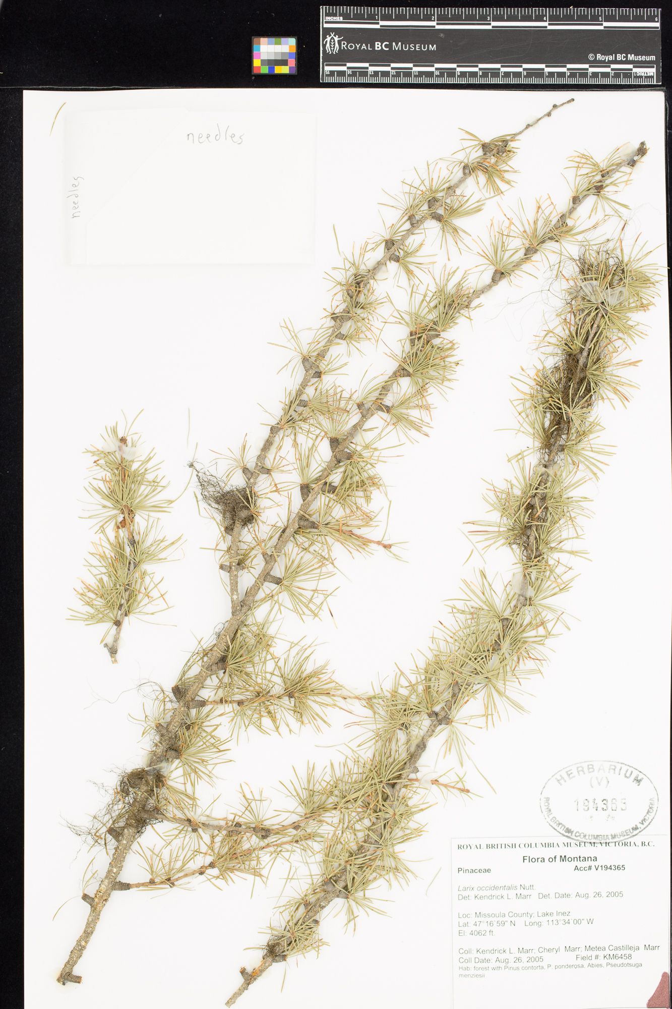 Image representing Larix occidentalis.