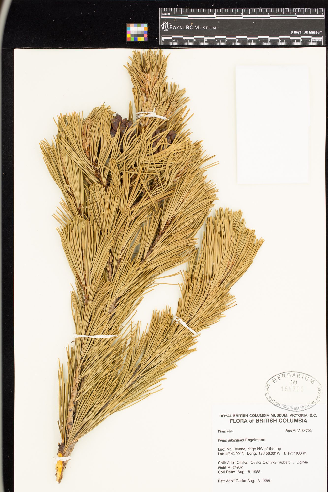 Image representing Pinus albicaulis.