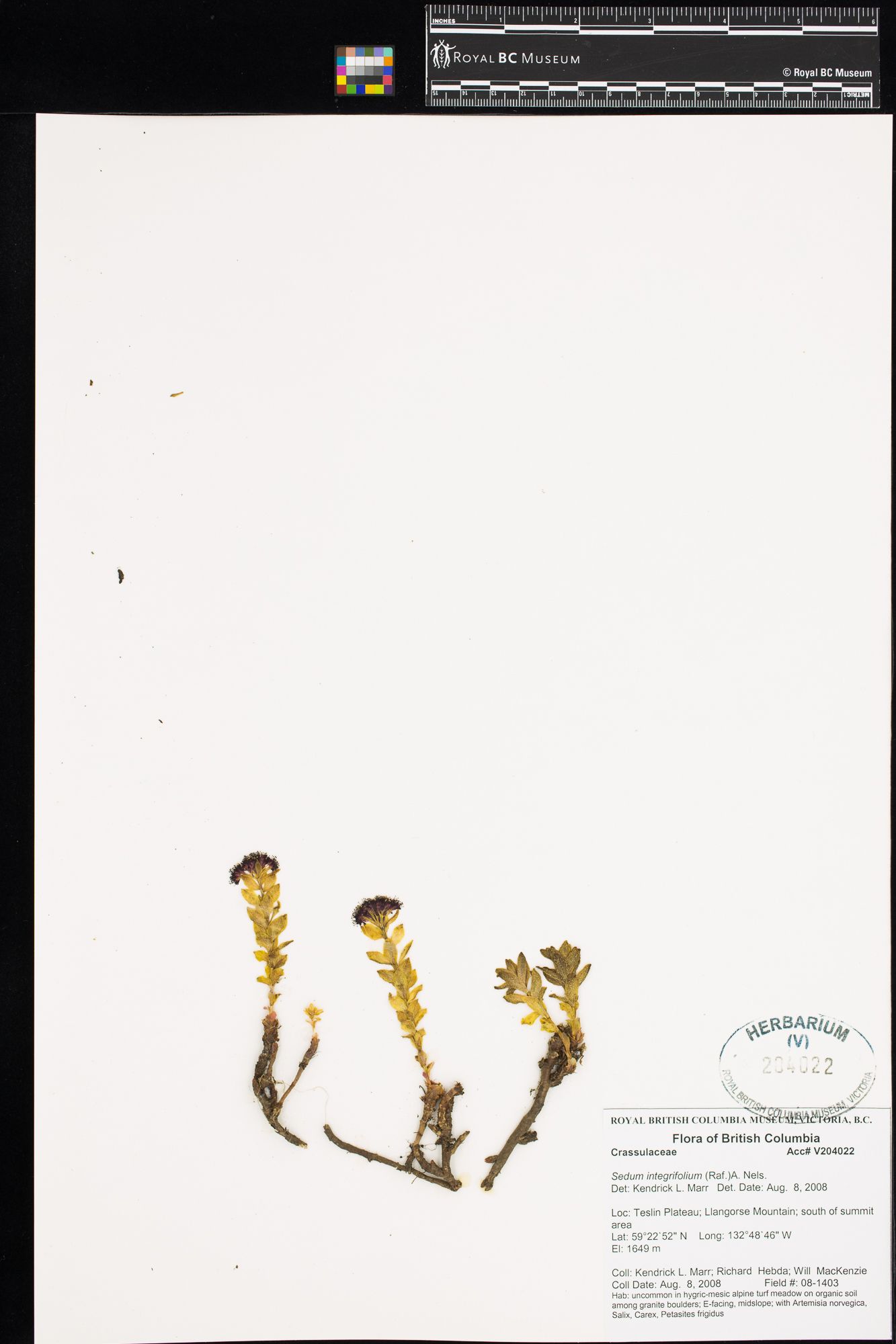 Image representing Sedum integrifolium.