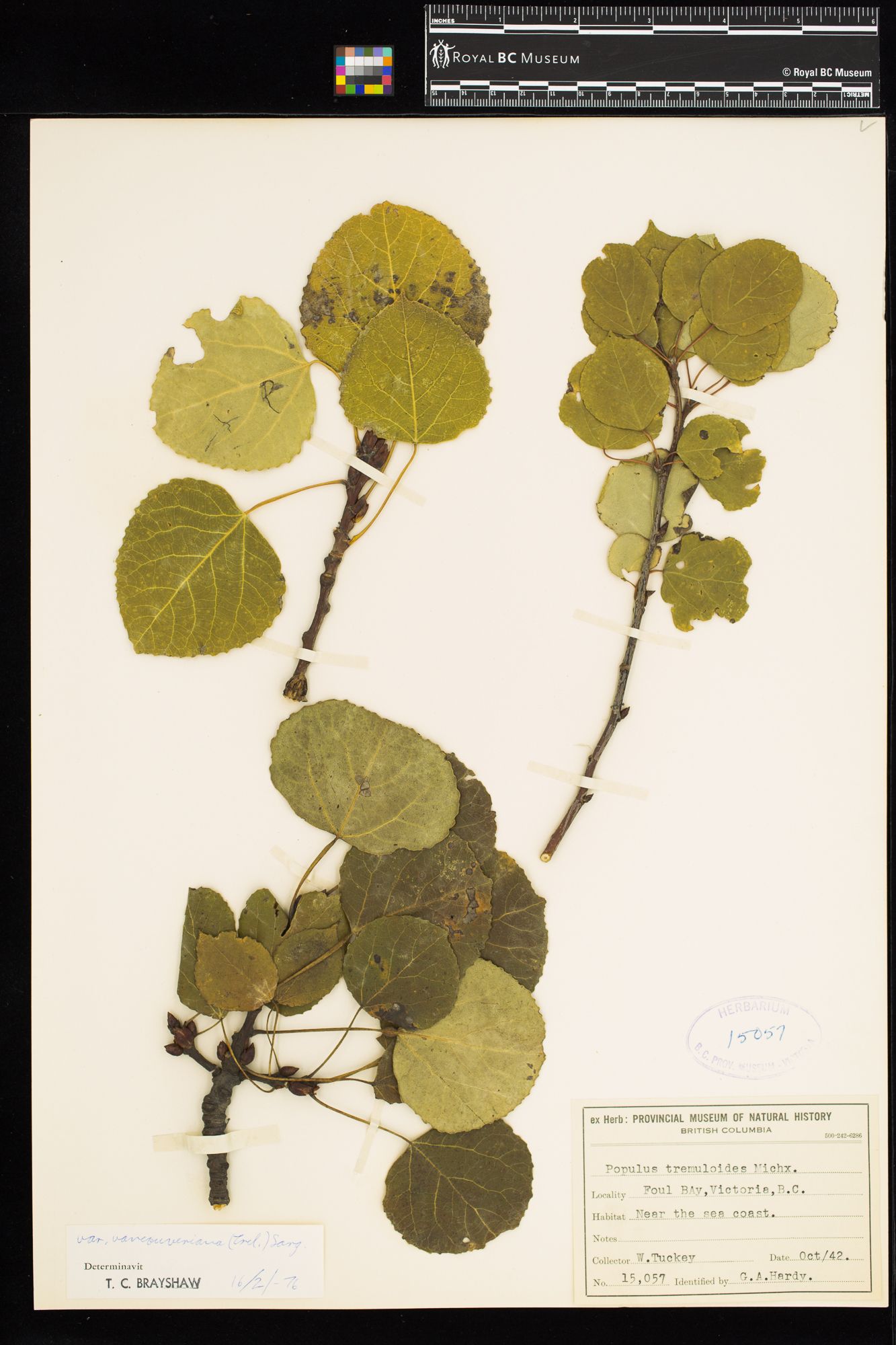 Image representing Populus tremuloides var. vancouveriana.