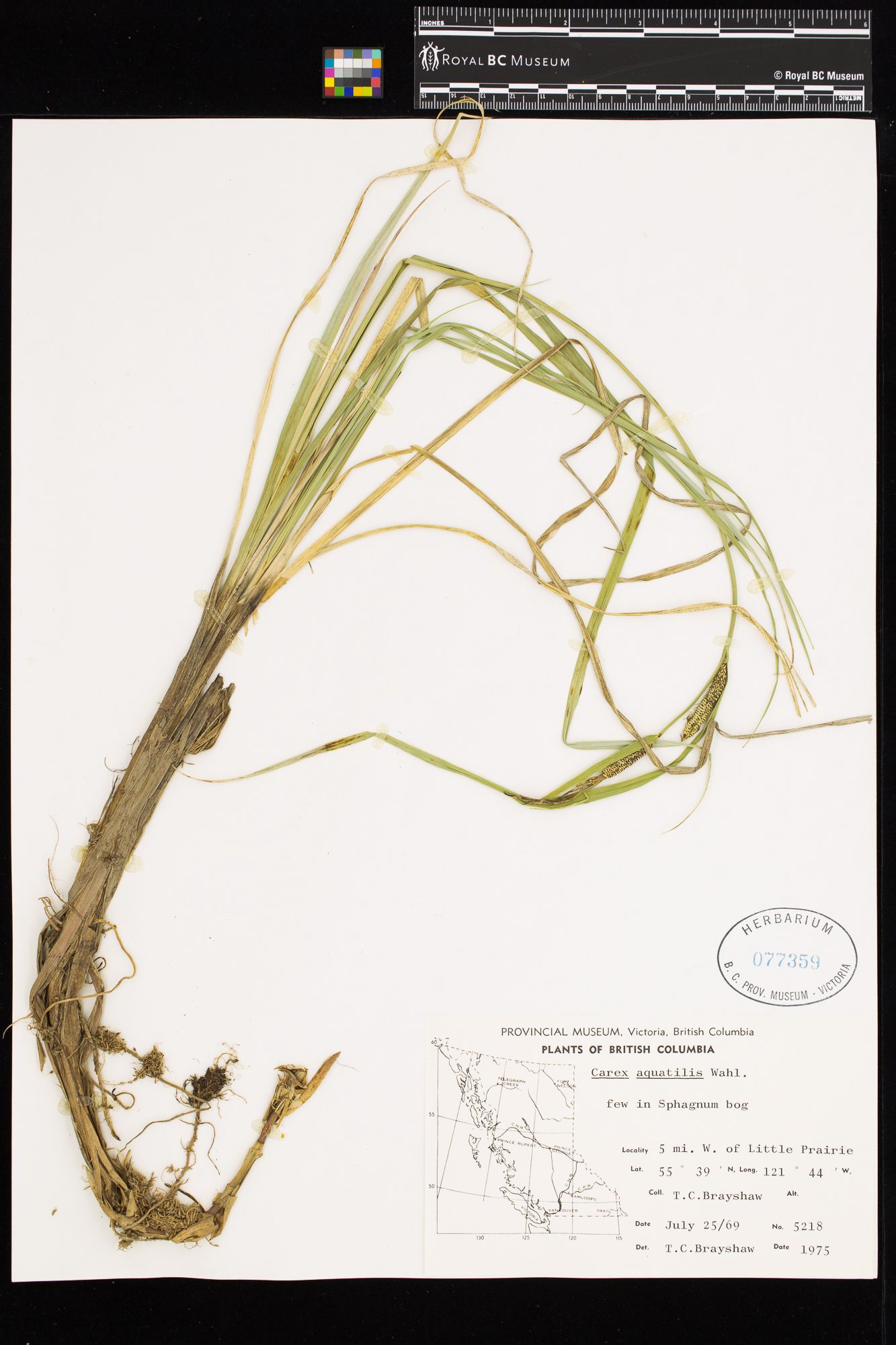 Image representing Carex aquatilis.