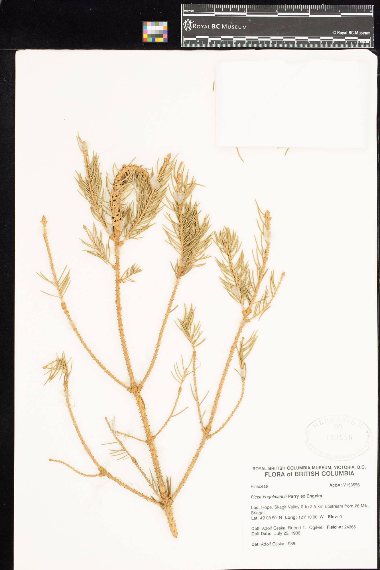 Image representing Picea engelmannii.