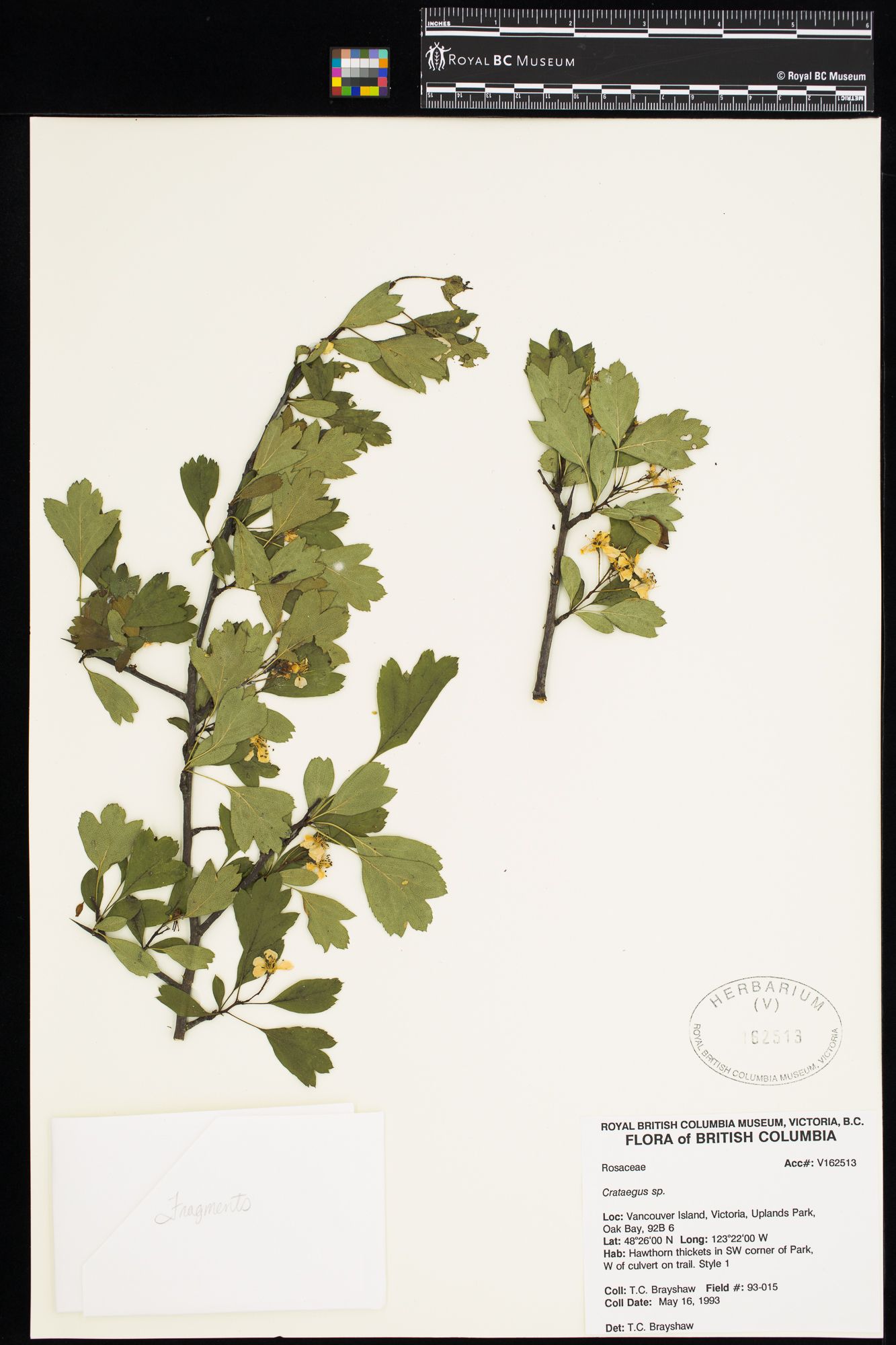 Image representing Crataegus monogyna.