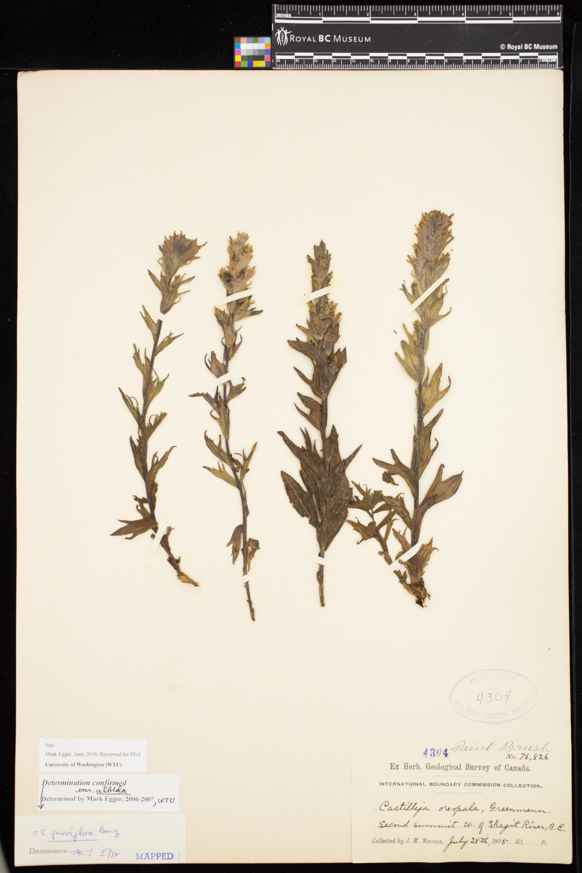 Image representing Castilleja parviflora var. albida.