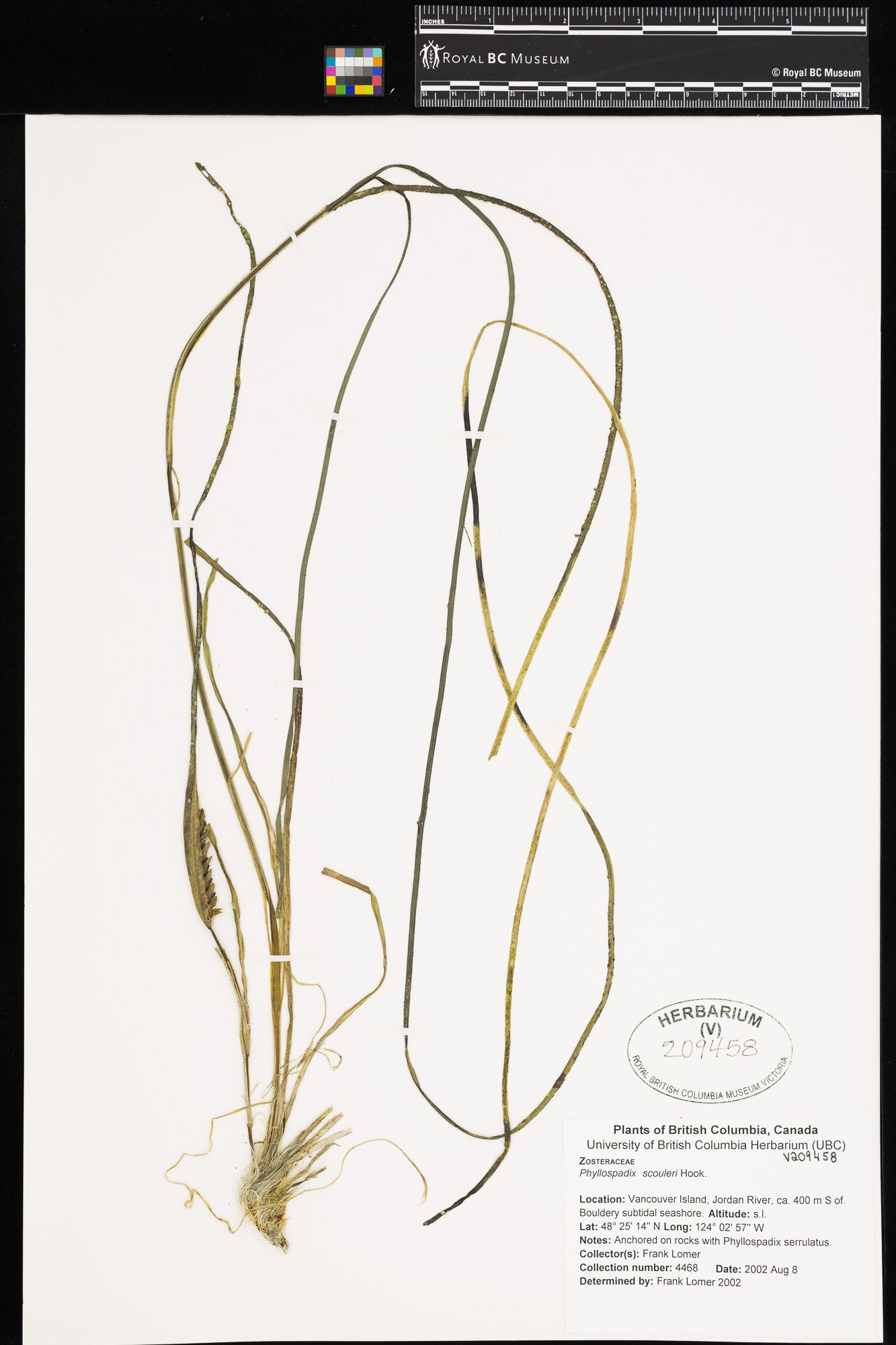 Image représentant Phyllospadix scouleri