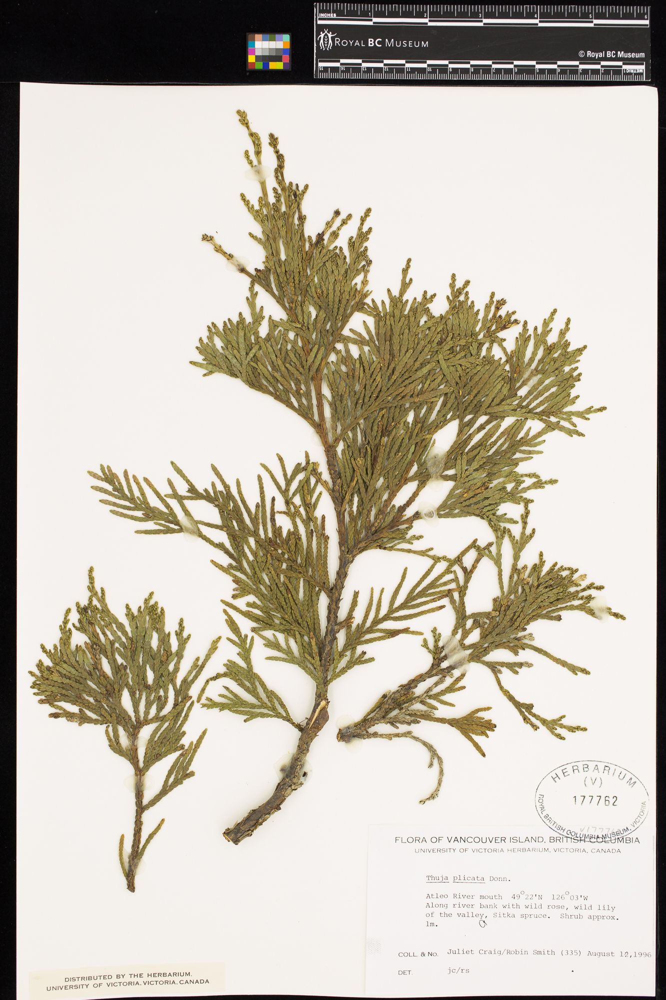 Image representing Thuja plicata.