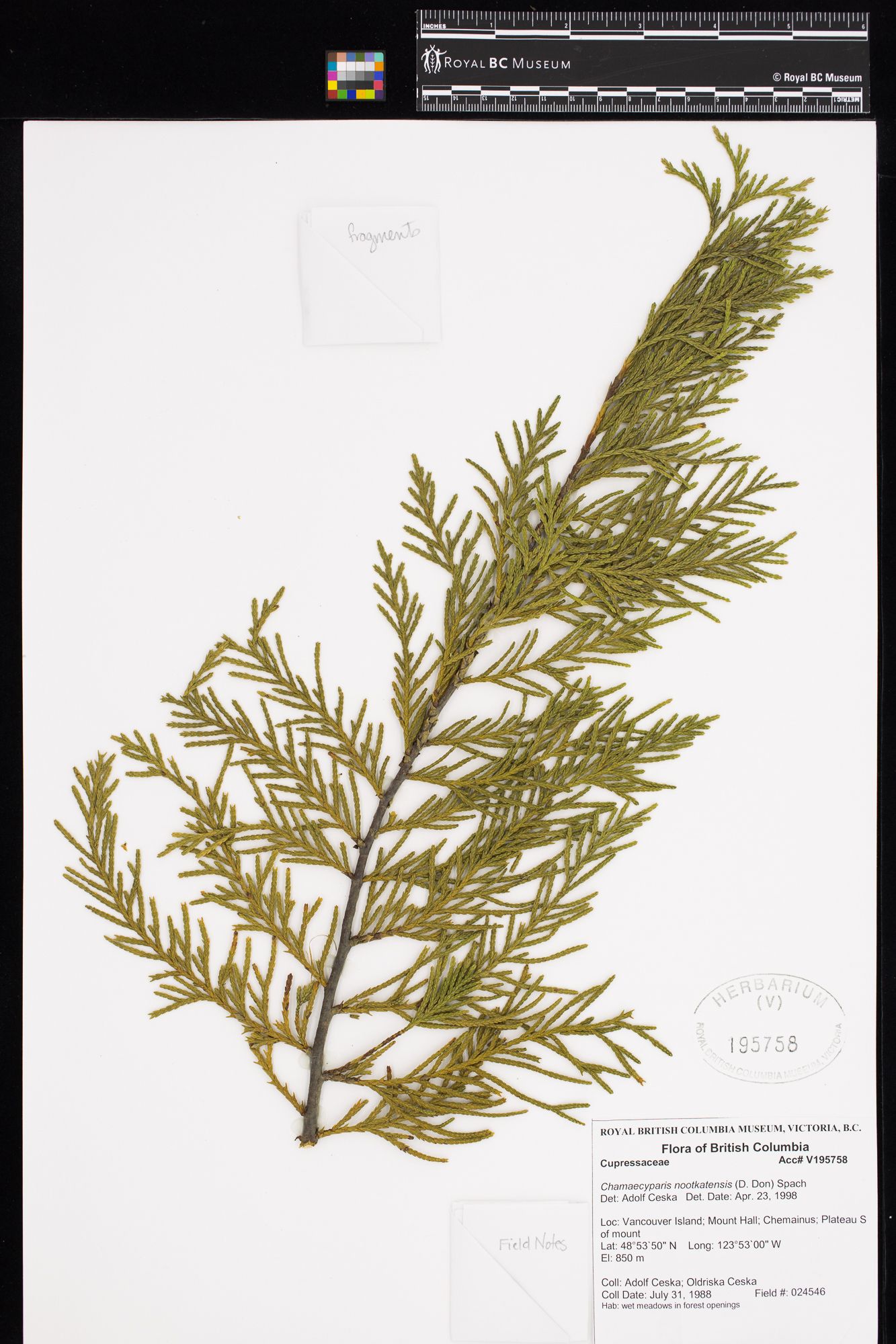Image representing Chamaecyparis nootkatensis.