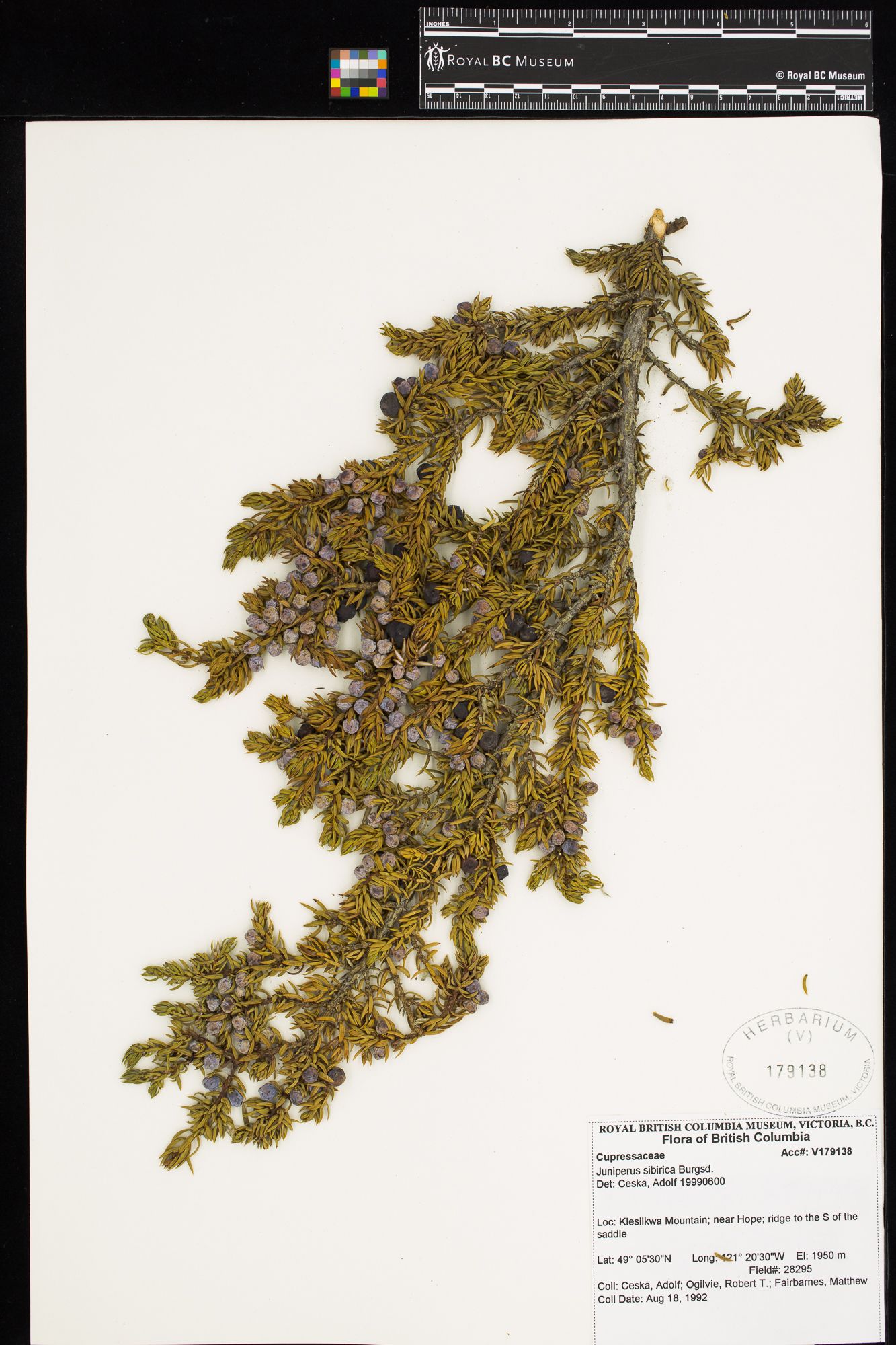 Image representing Juniperus sibirica.