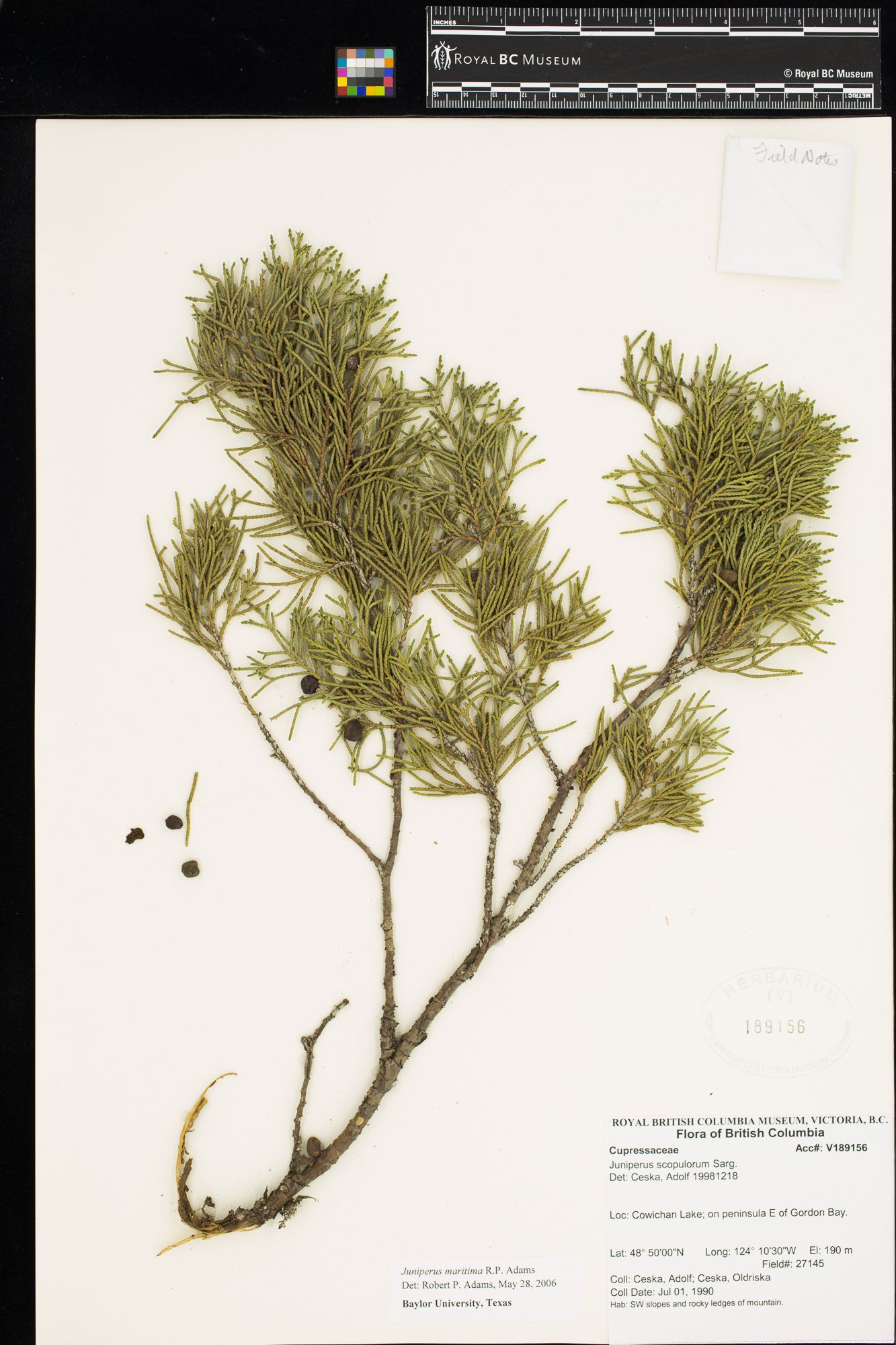 Image representing Juniperus scopulorum.