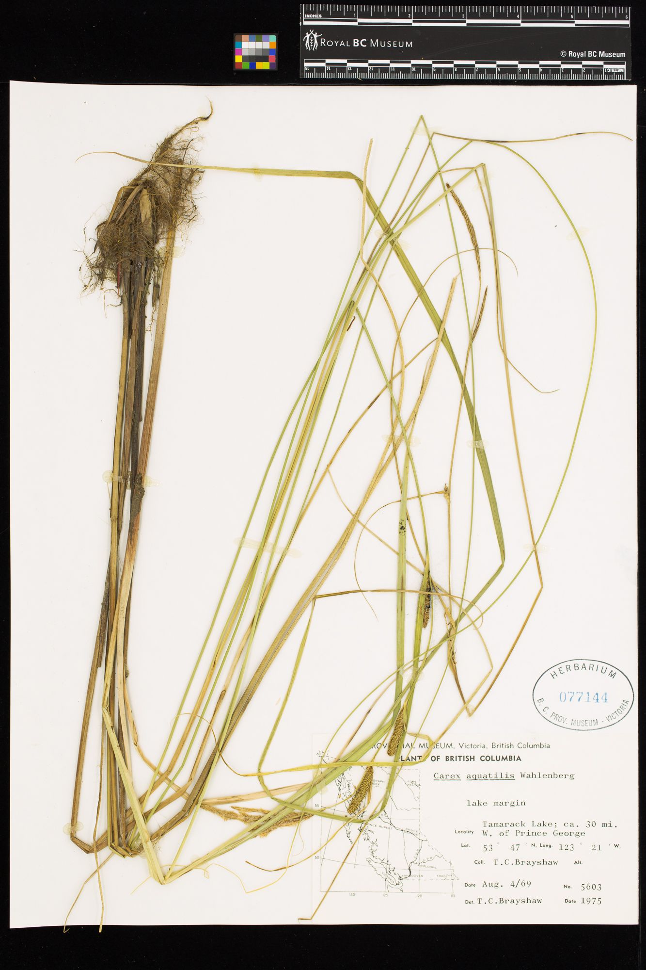 Image representing Carex aquatilis.