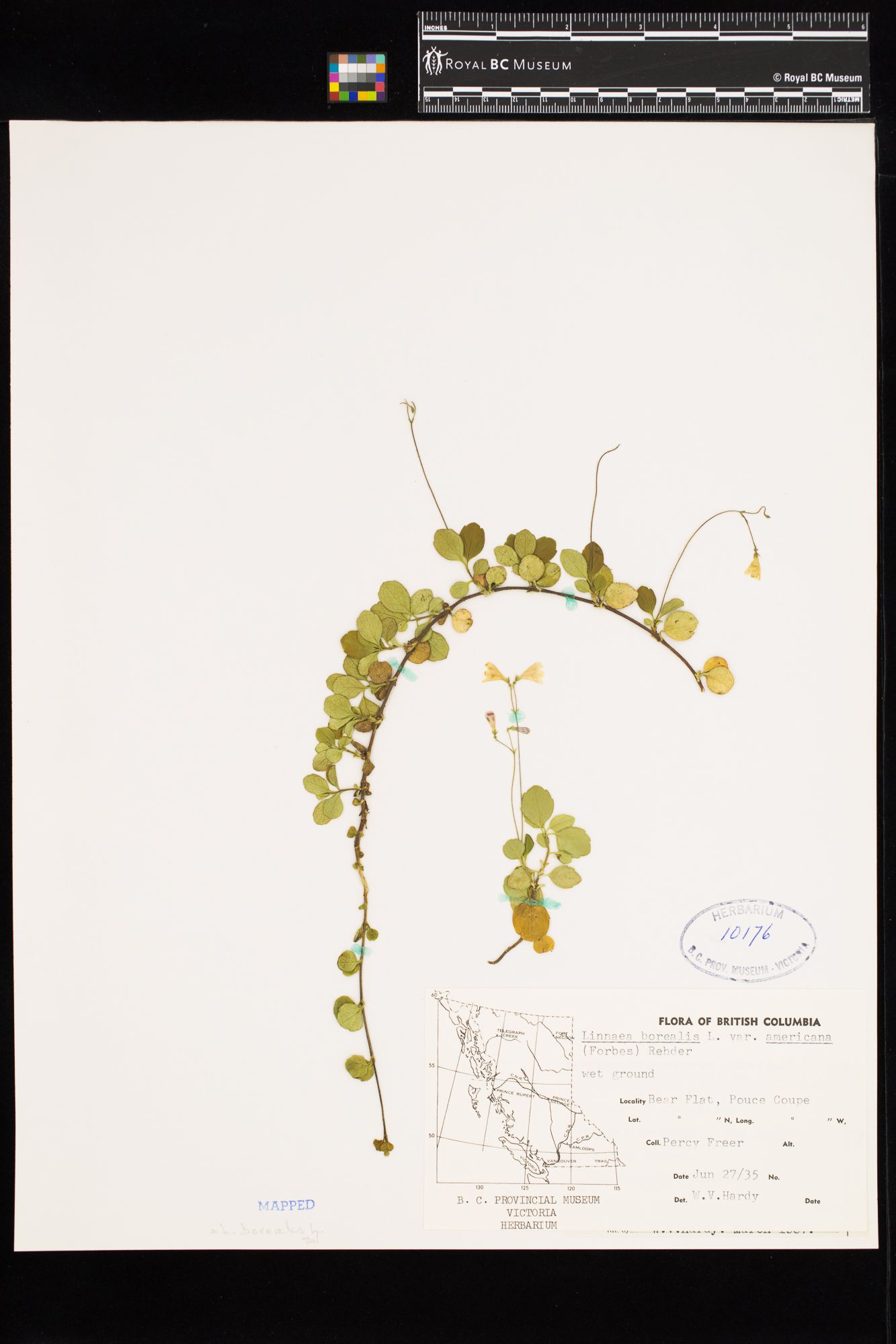 Image representing Linnaea borealis ssp. longiflora.