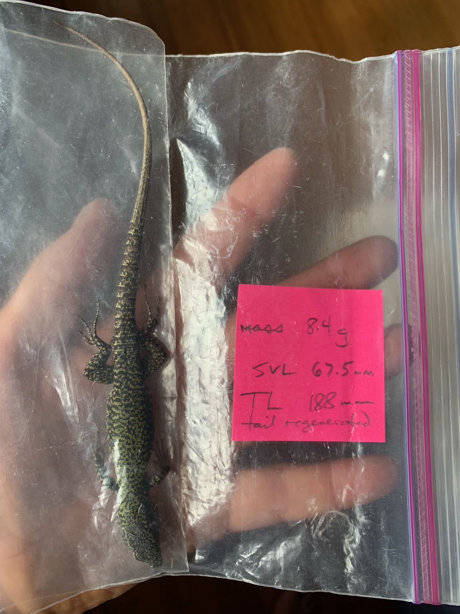 Image representing Podarcis muralis maculiventris.