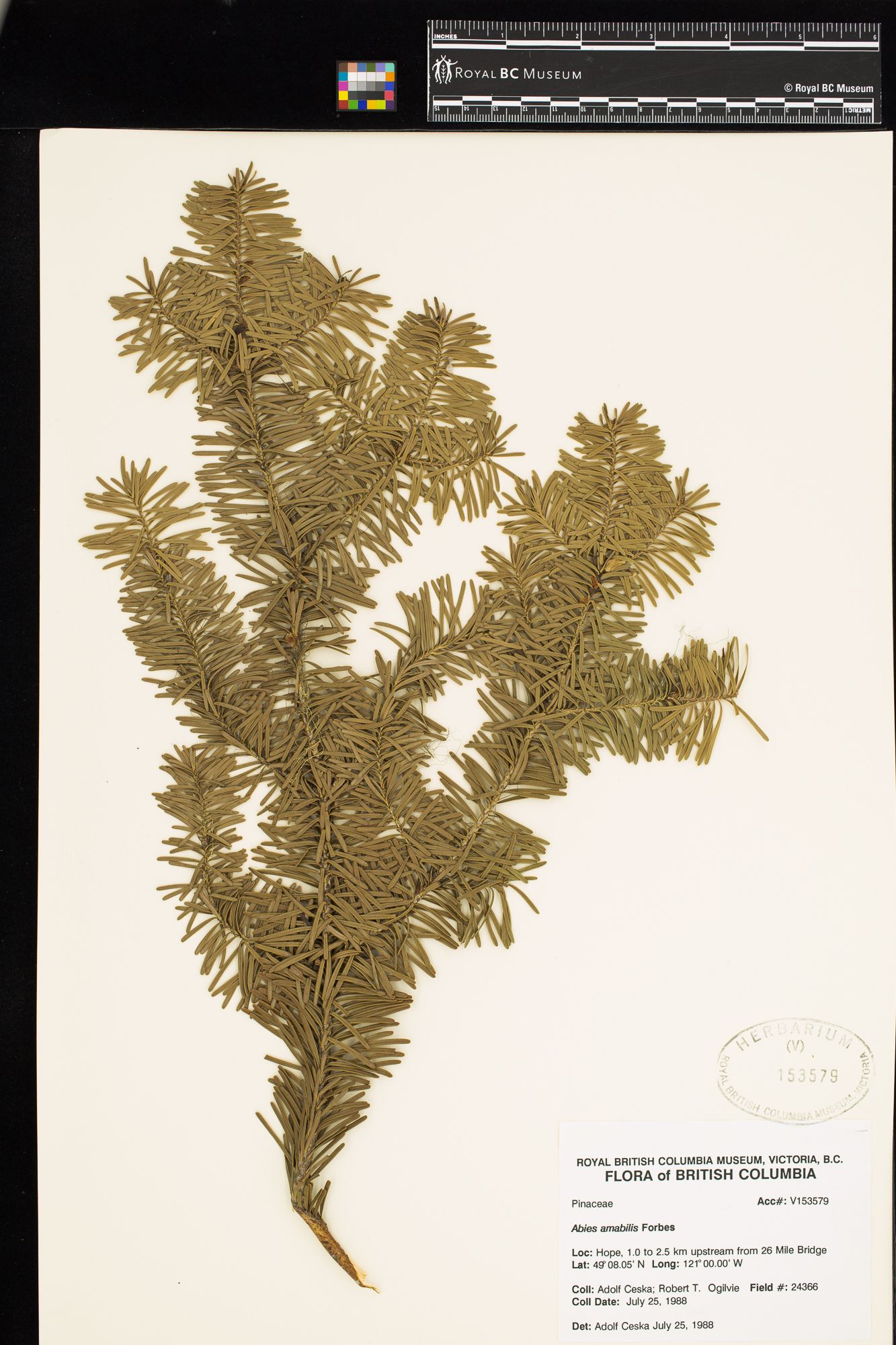 Image representing Abies amabilis.