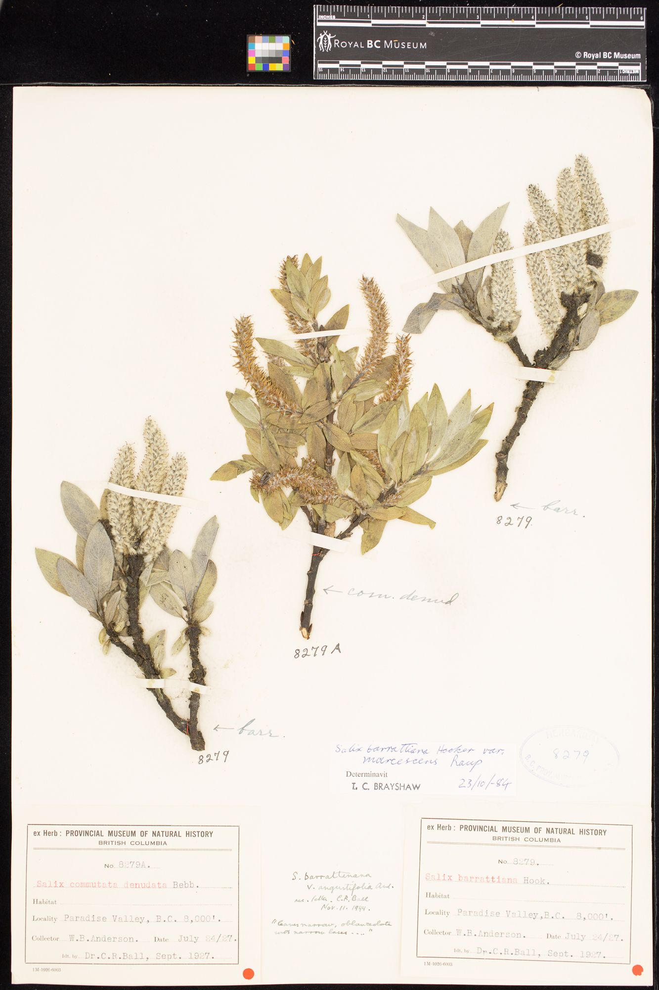 Image representing Salix barrattiana var. marcescen.