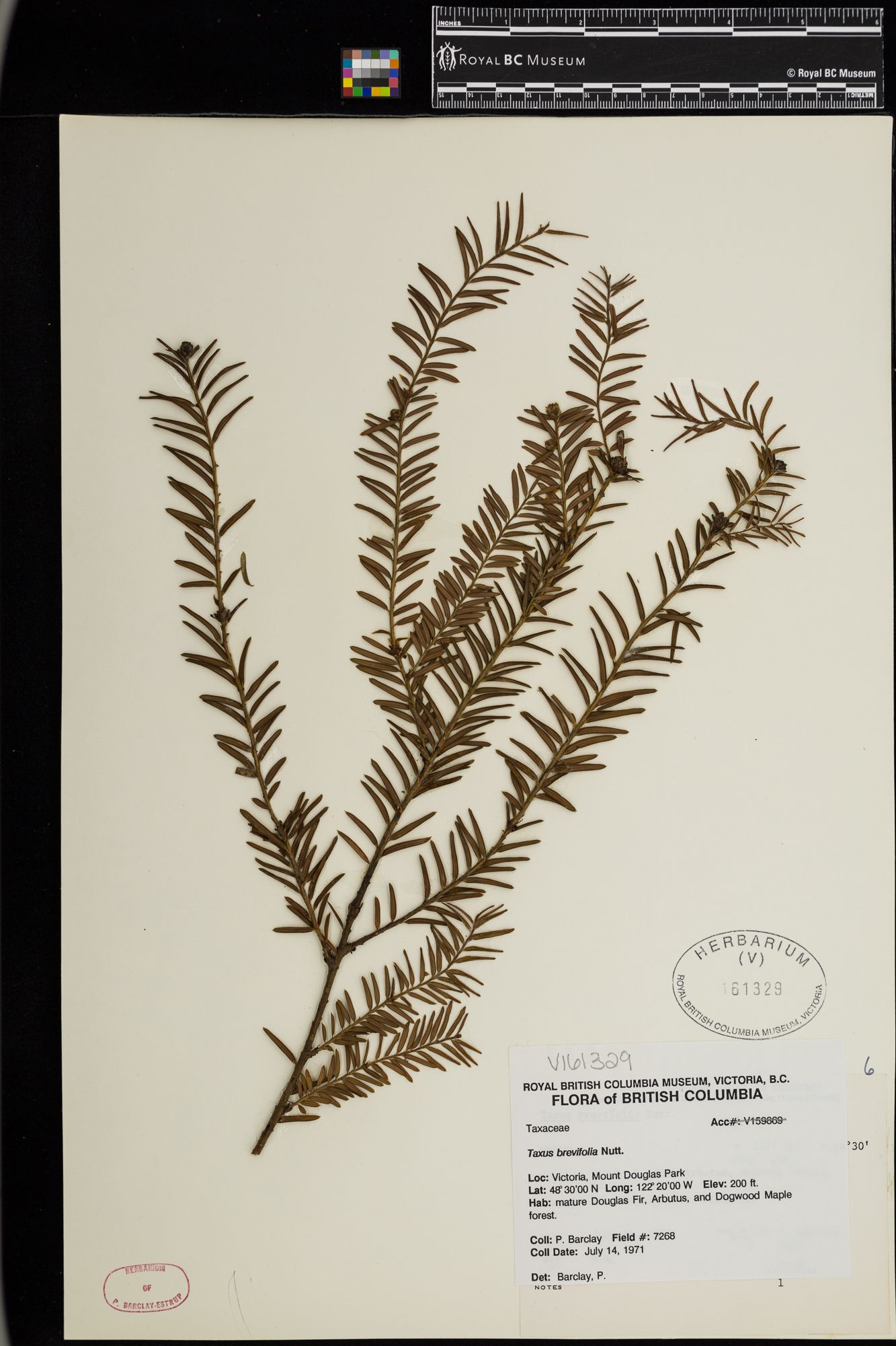 Image représentant Taxus brevifolia