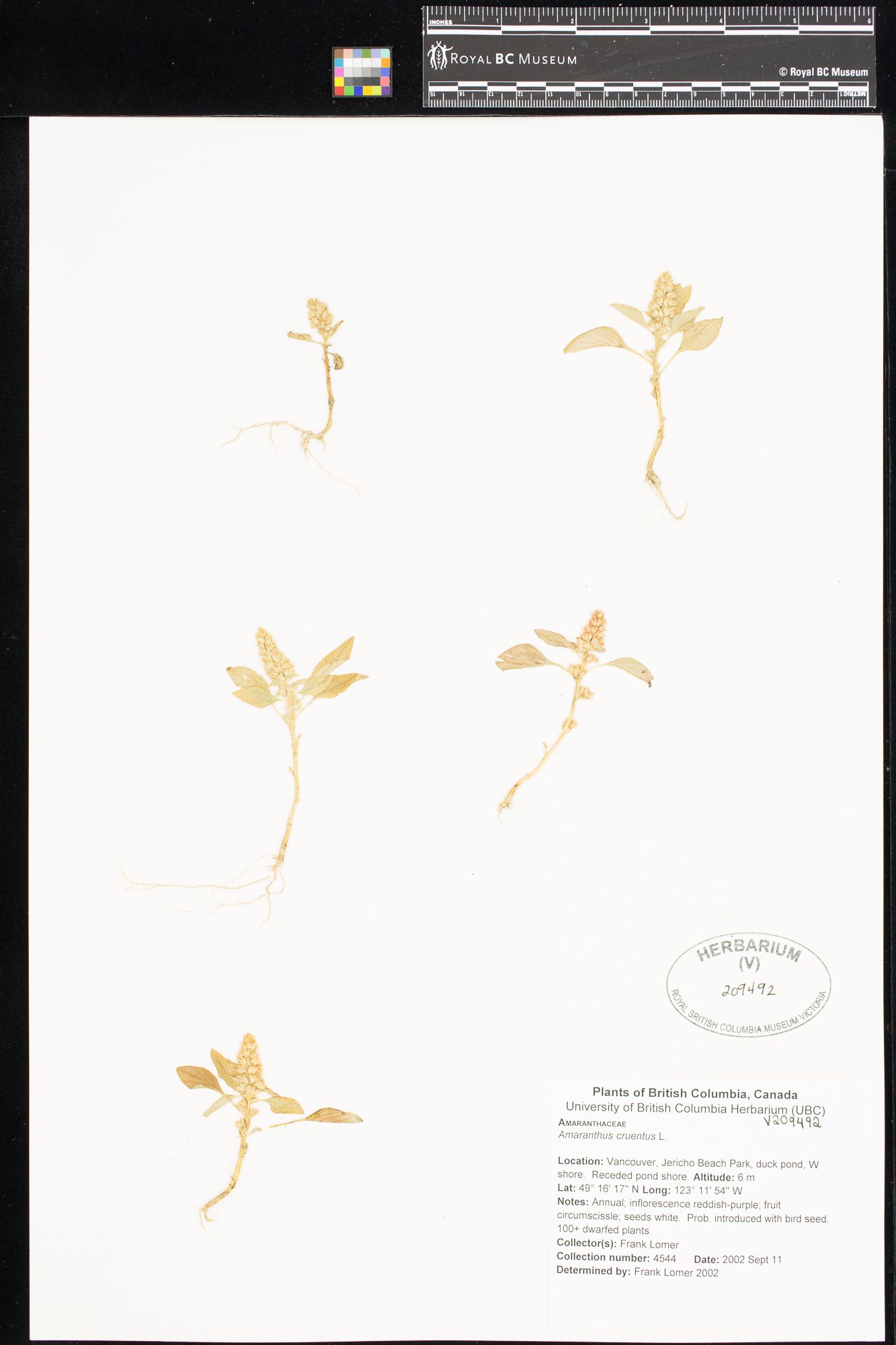Image représentant Amaranthus cruentus