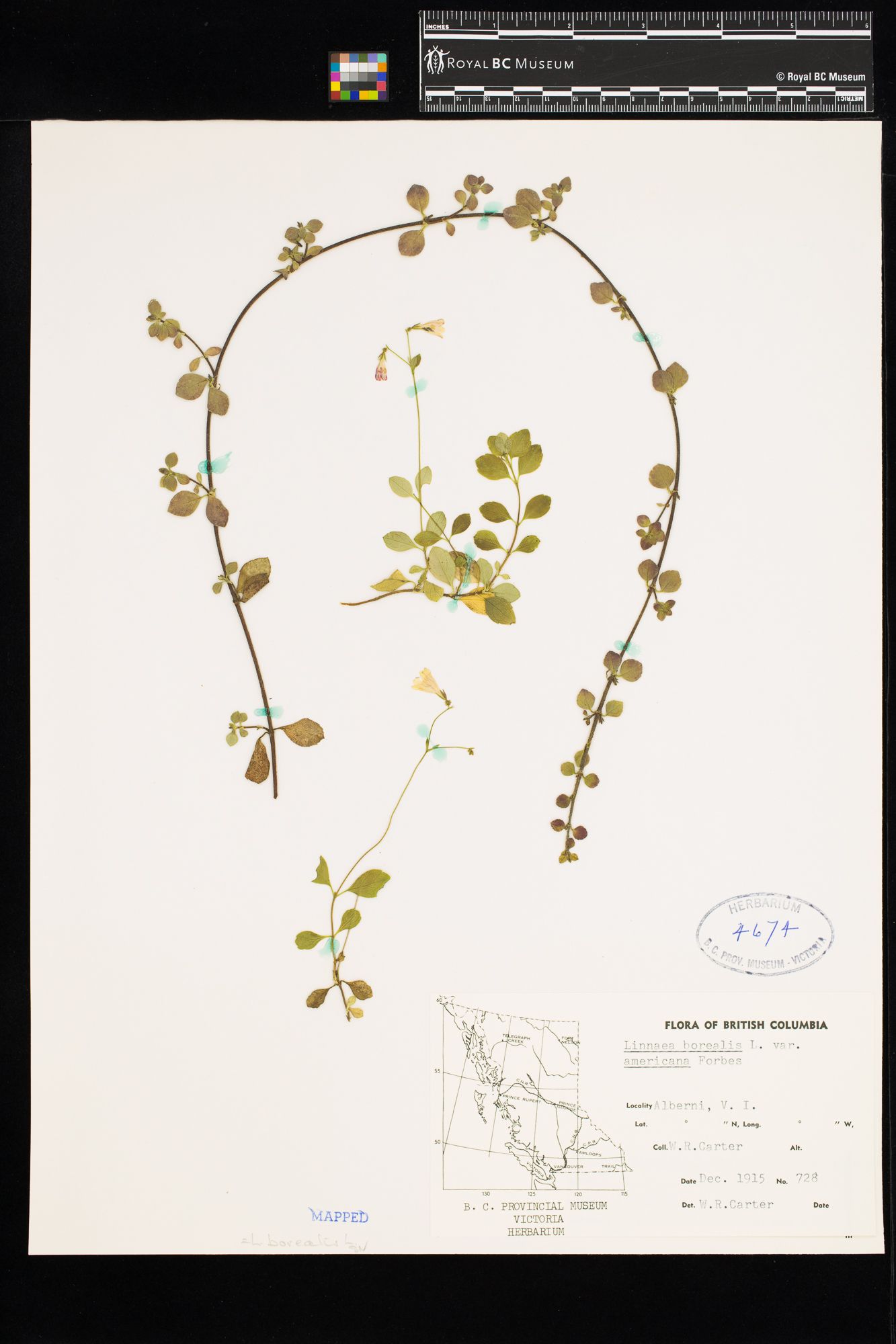 Image representing Linnaea borealis ssp. longiflora.