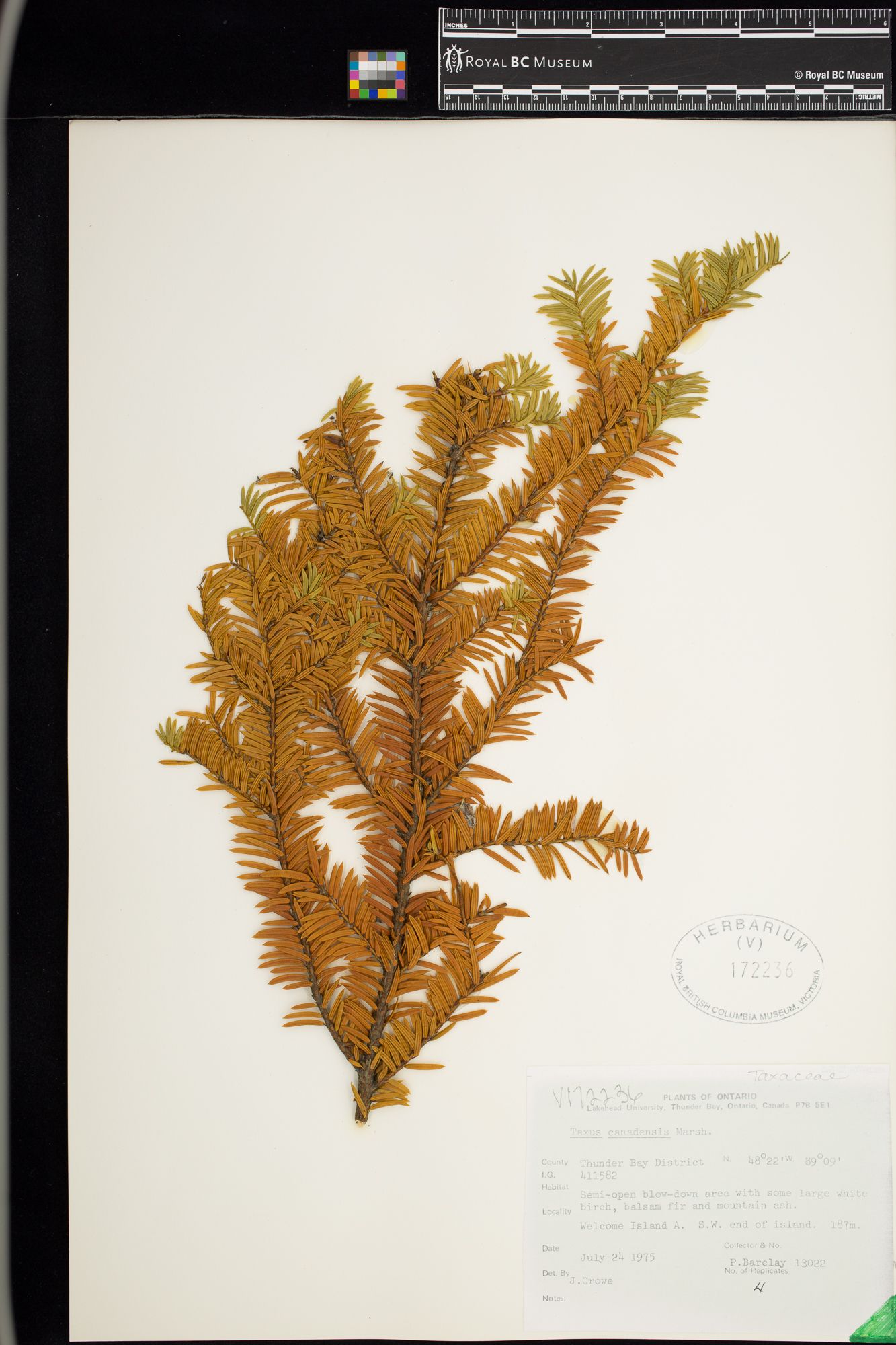 Image représentant Taxus canadensis