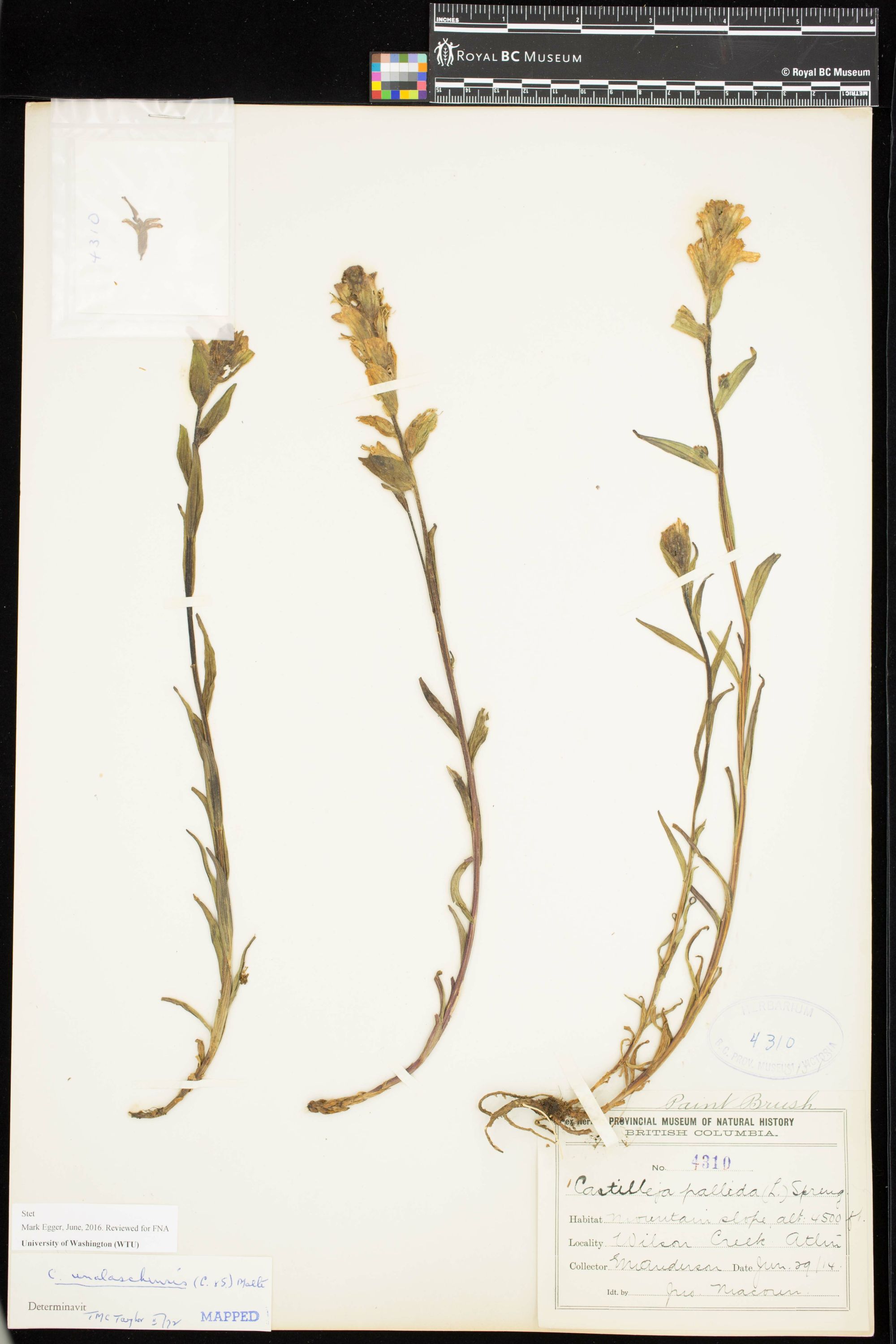 Image representing Castilleja unalaschcensis.