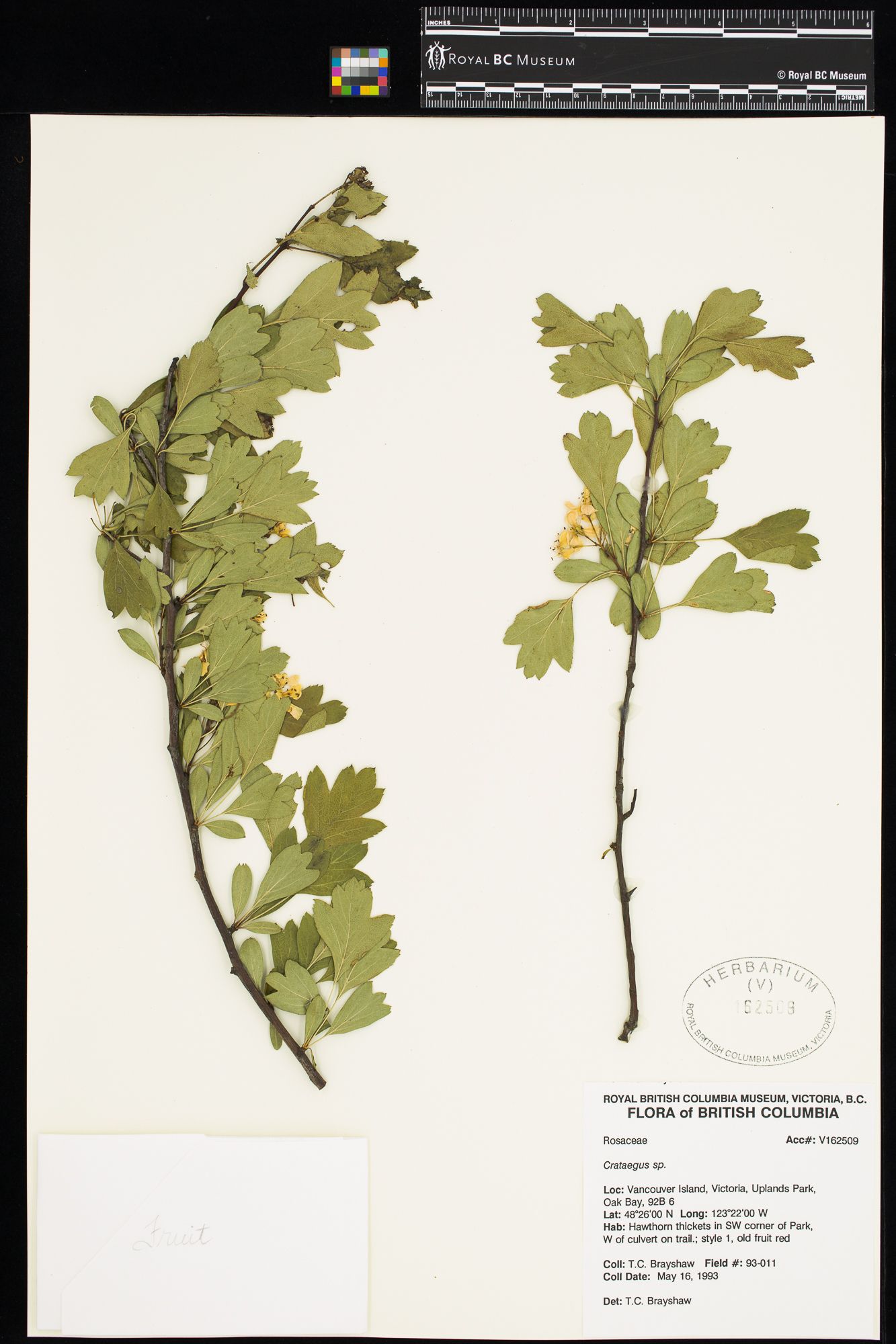 Image representing Crataegus monogyna.