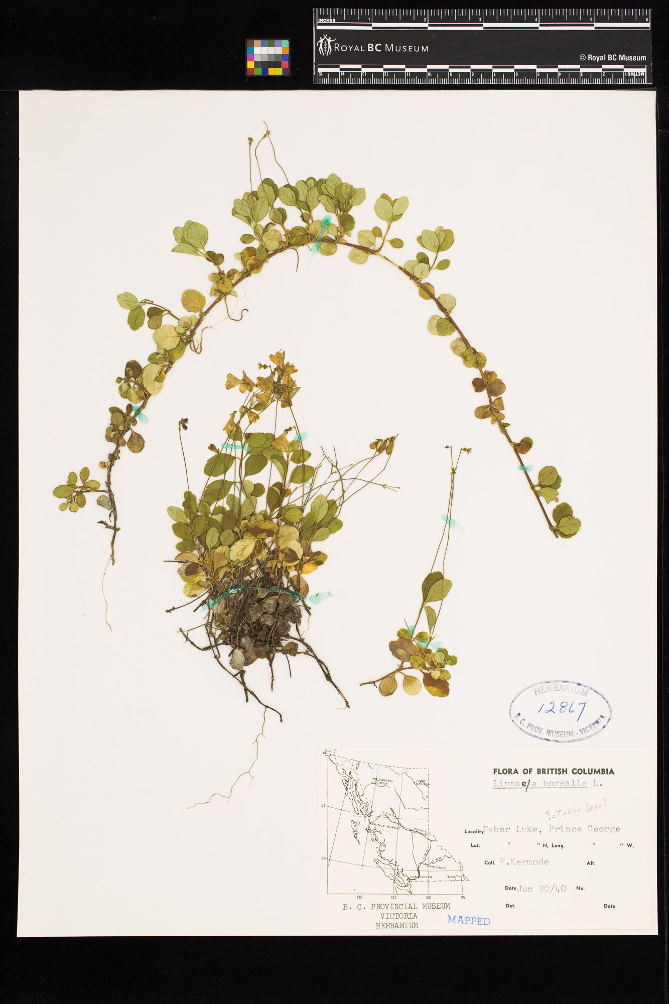 Image representing Linnaea borealis ssp. longiflora.