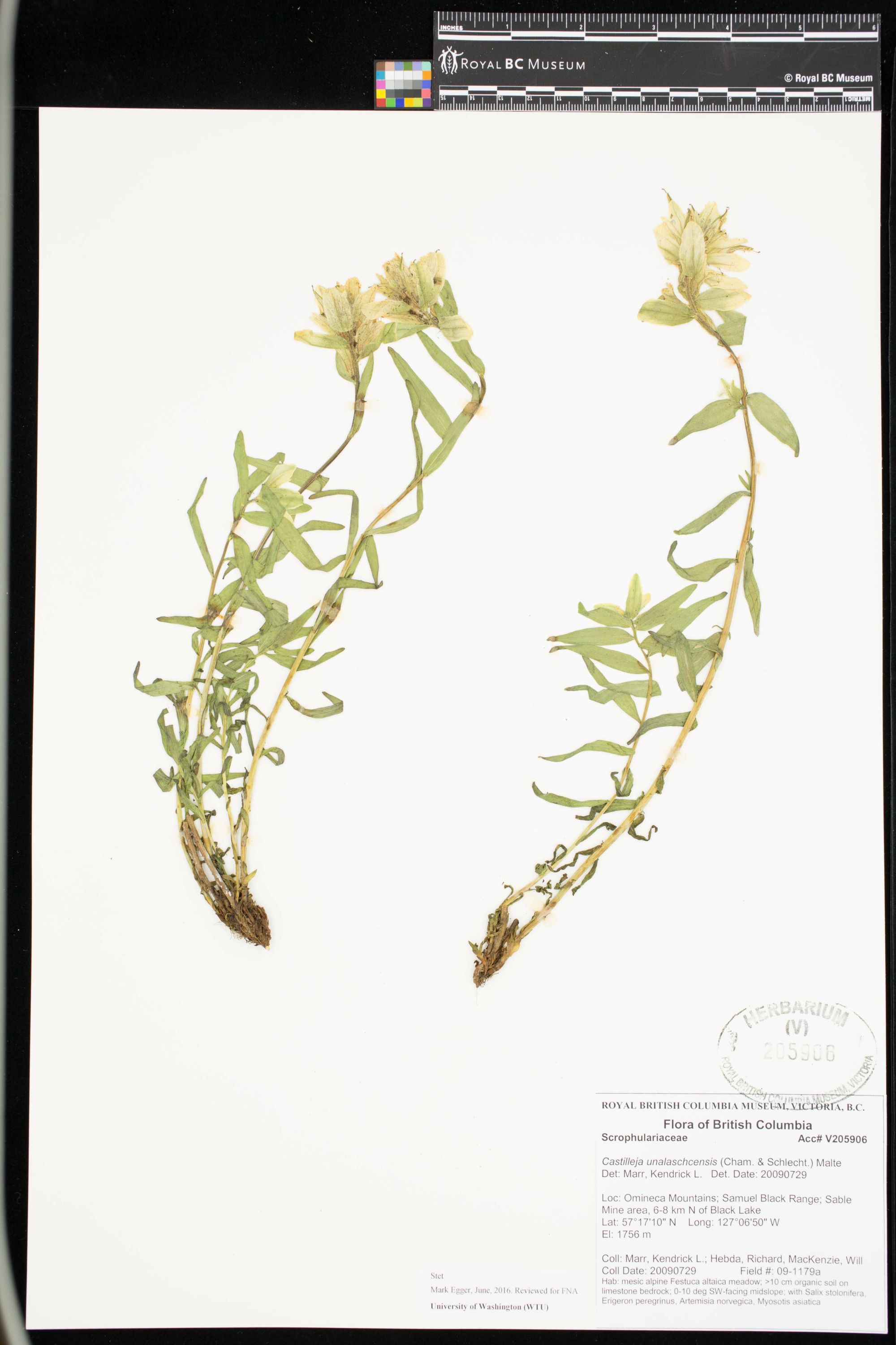 Image representing Castilleja unalaschcensis.