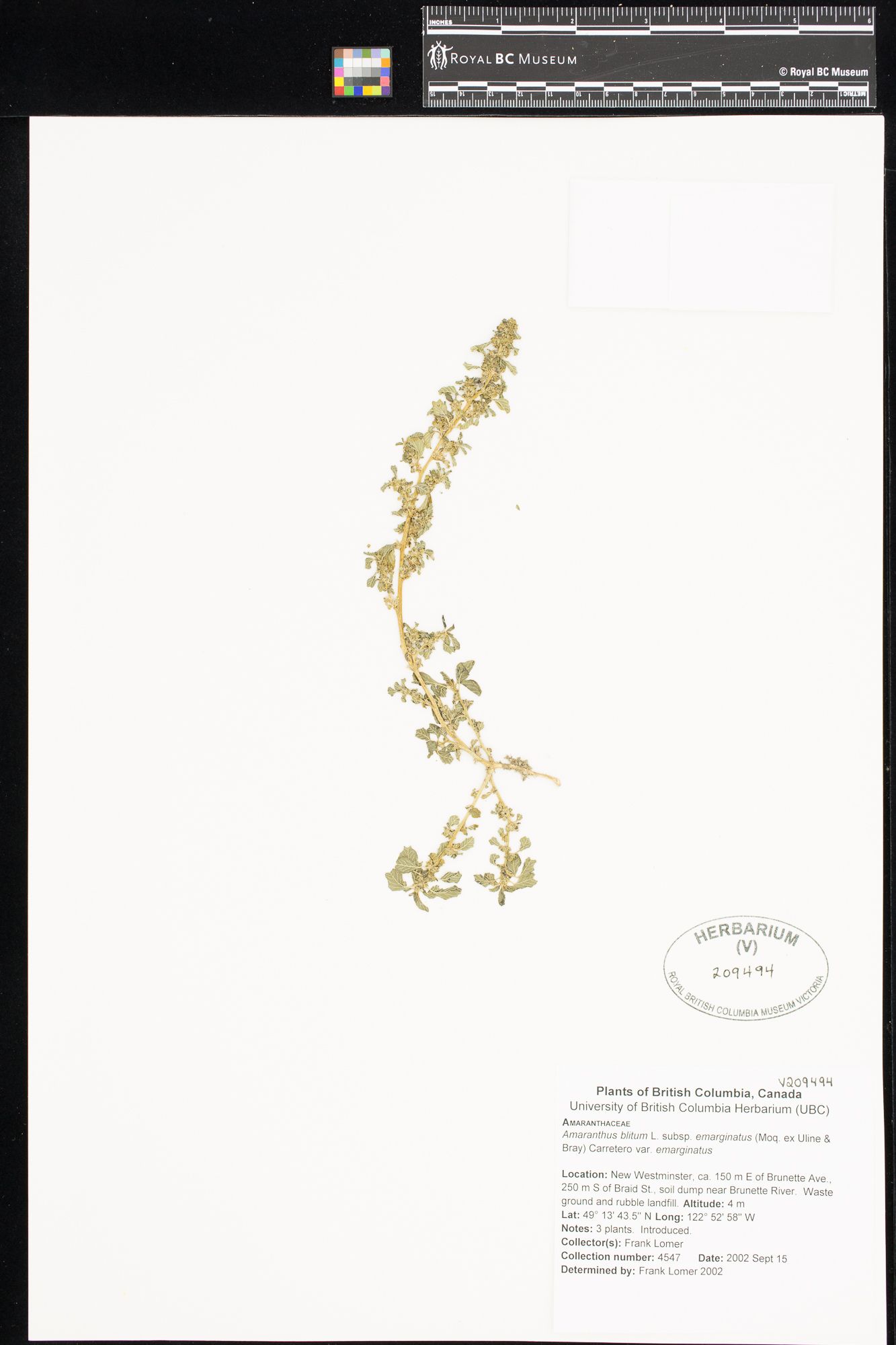 Image représentant Amaranthus blitum ssp. emarginatus