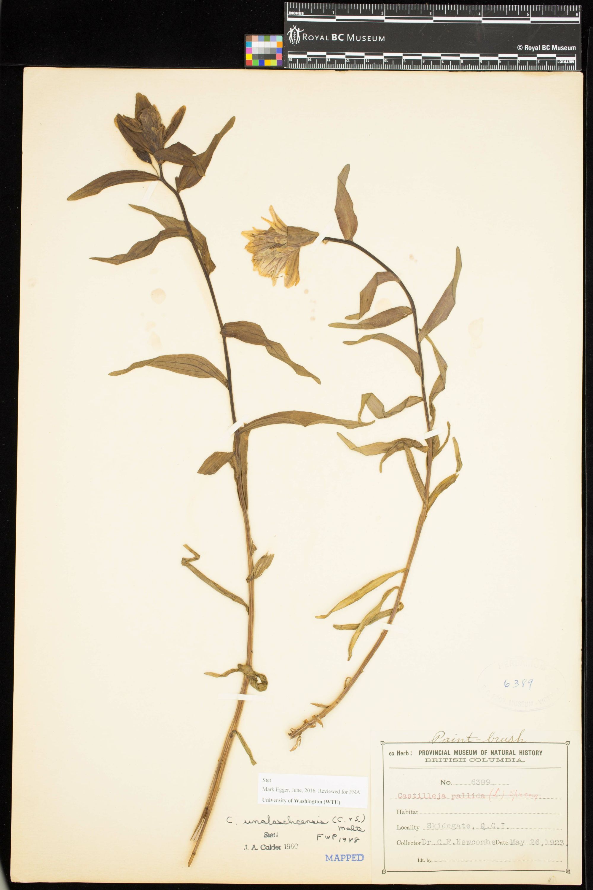 Image representing Castilleja unalaschcensis.