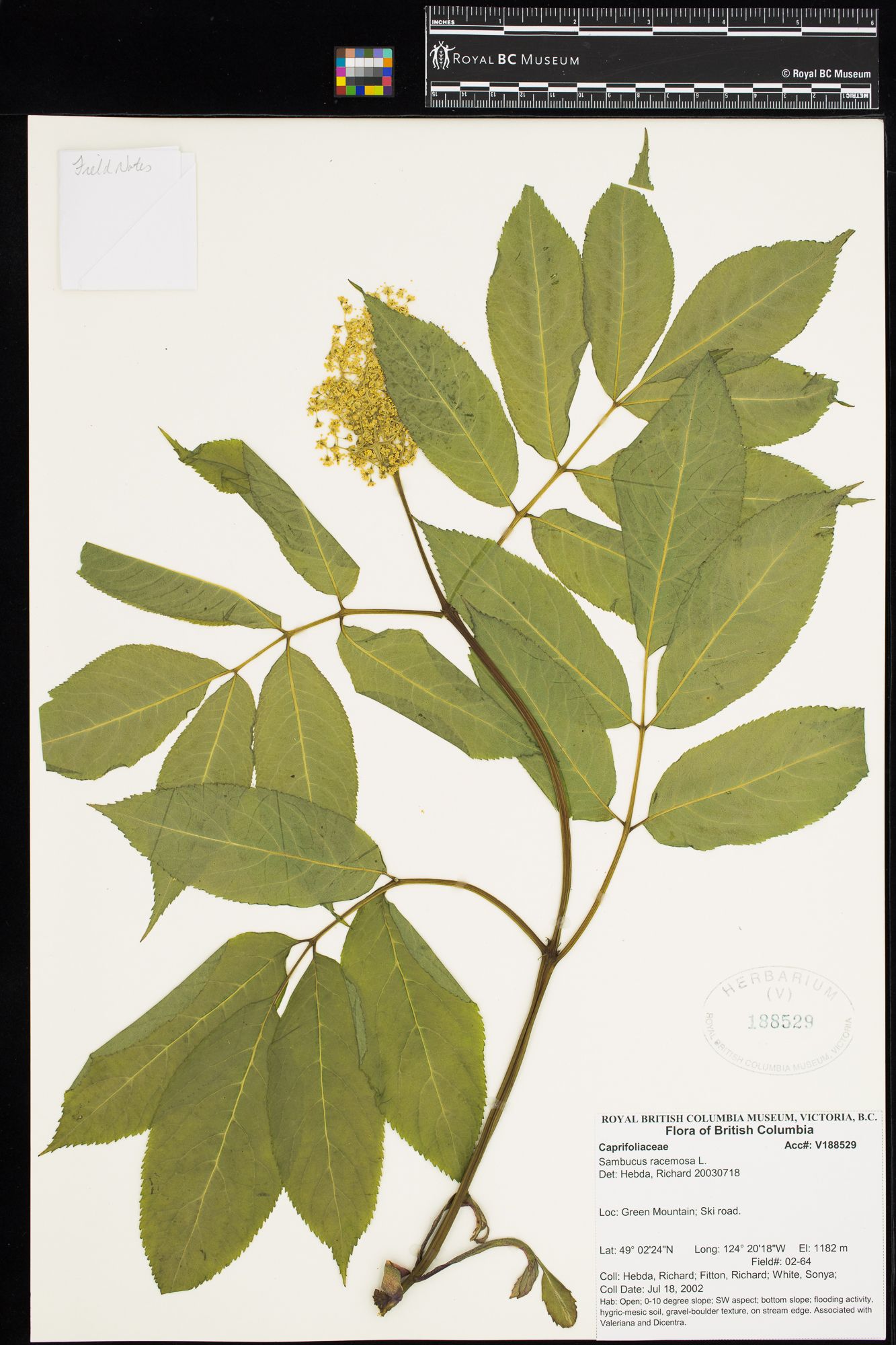 Image representing Sambucus racemosa.