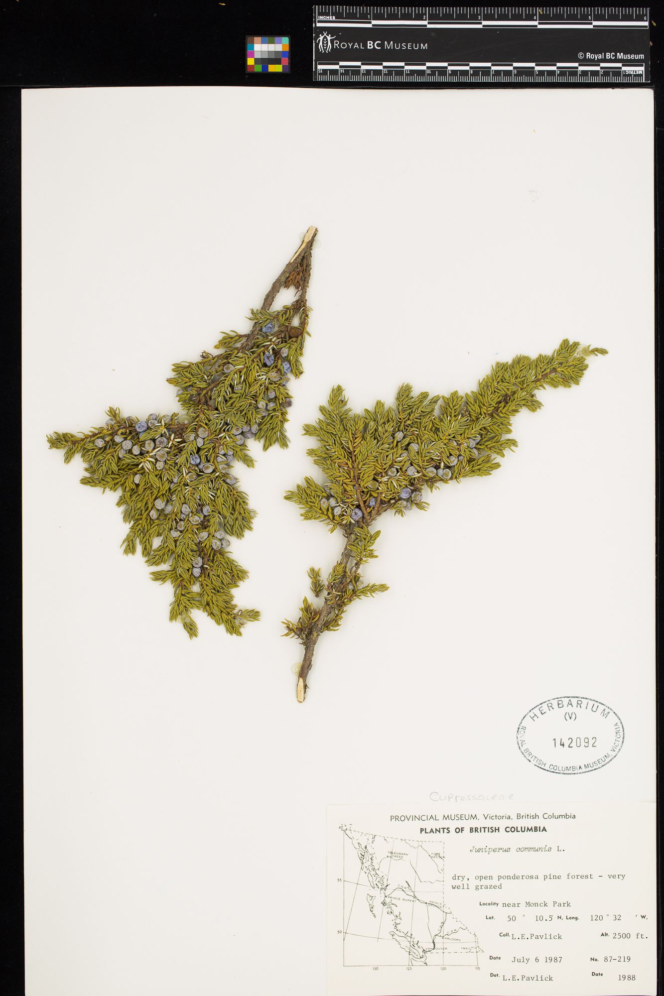 Image representing Juniperus communis.