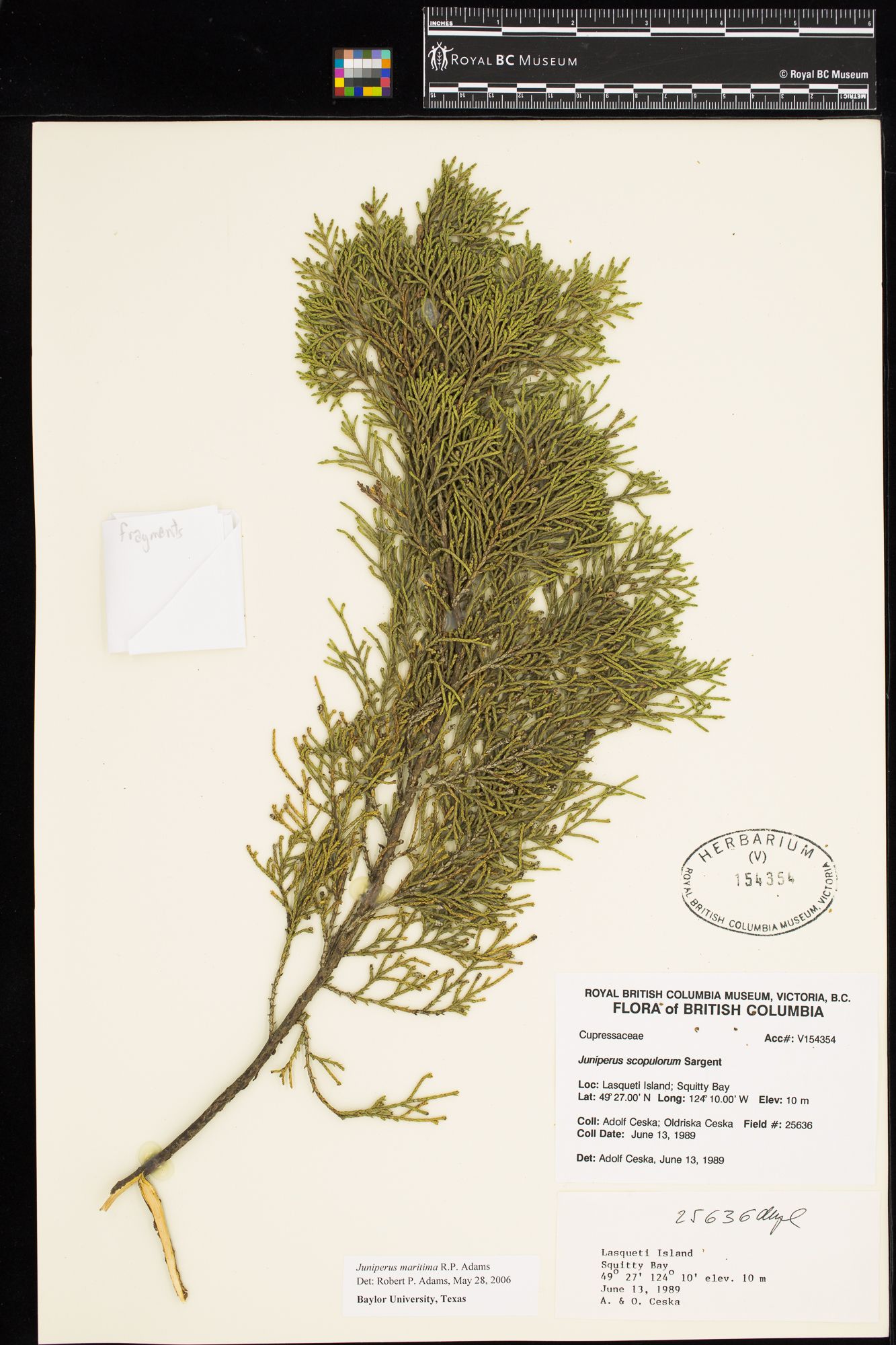 Image representing Juniperus scopulorum.