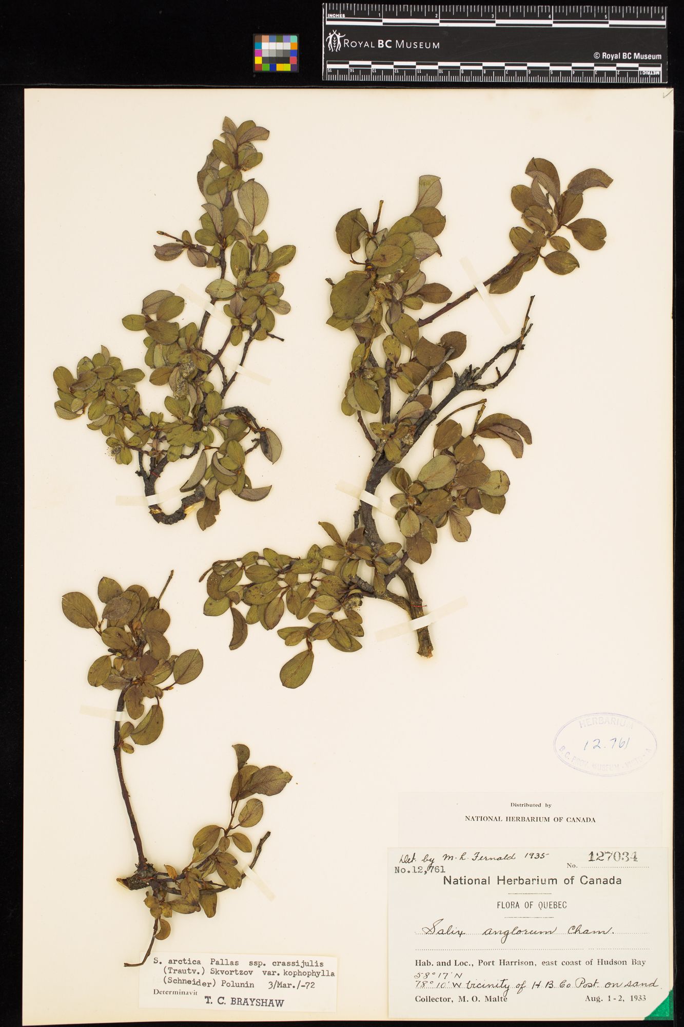 Image representing Salix arctica ssp. crassijulis.