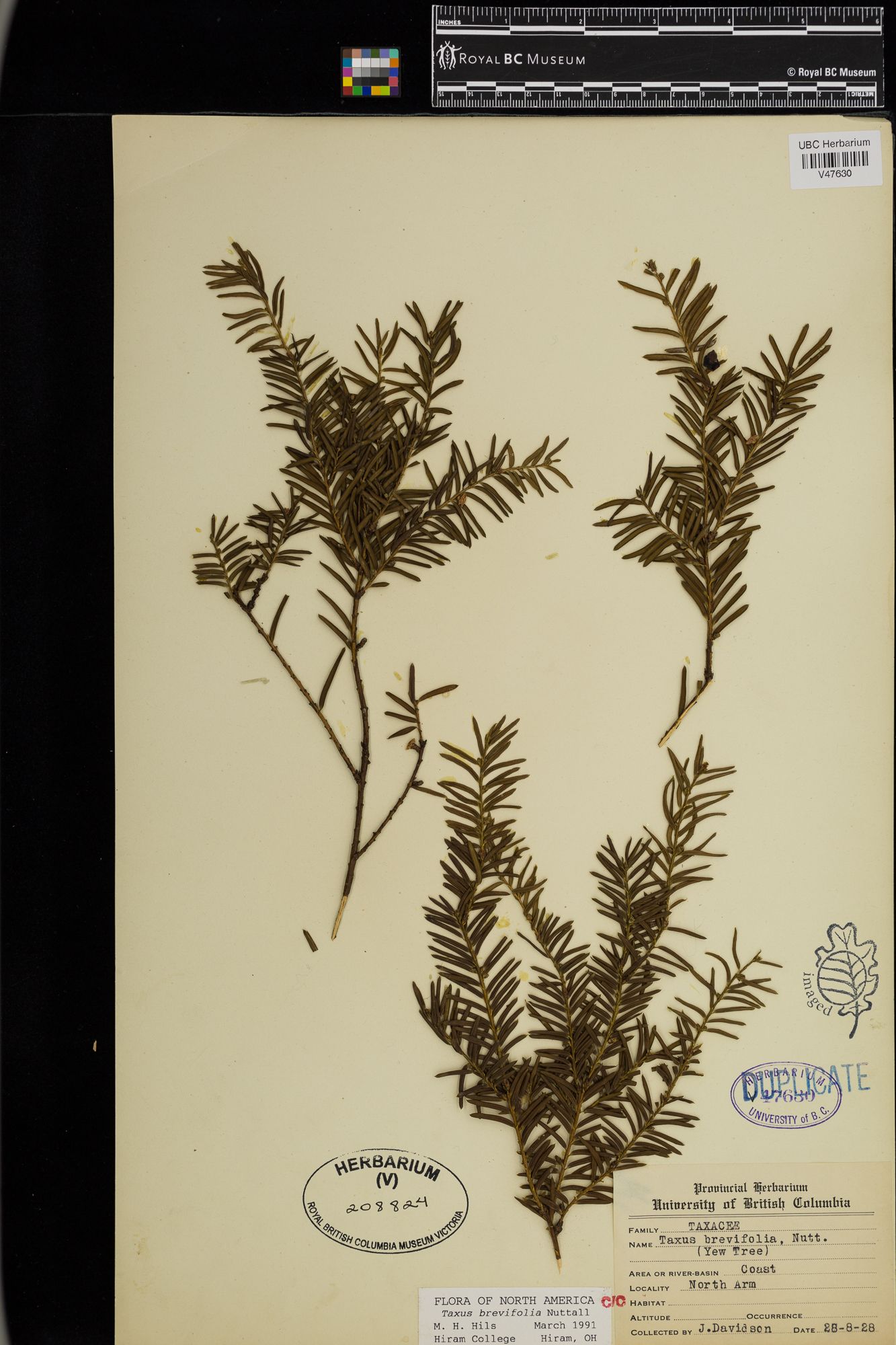 Image représentant Taxus brevifolia
