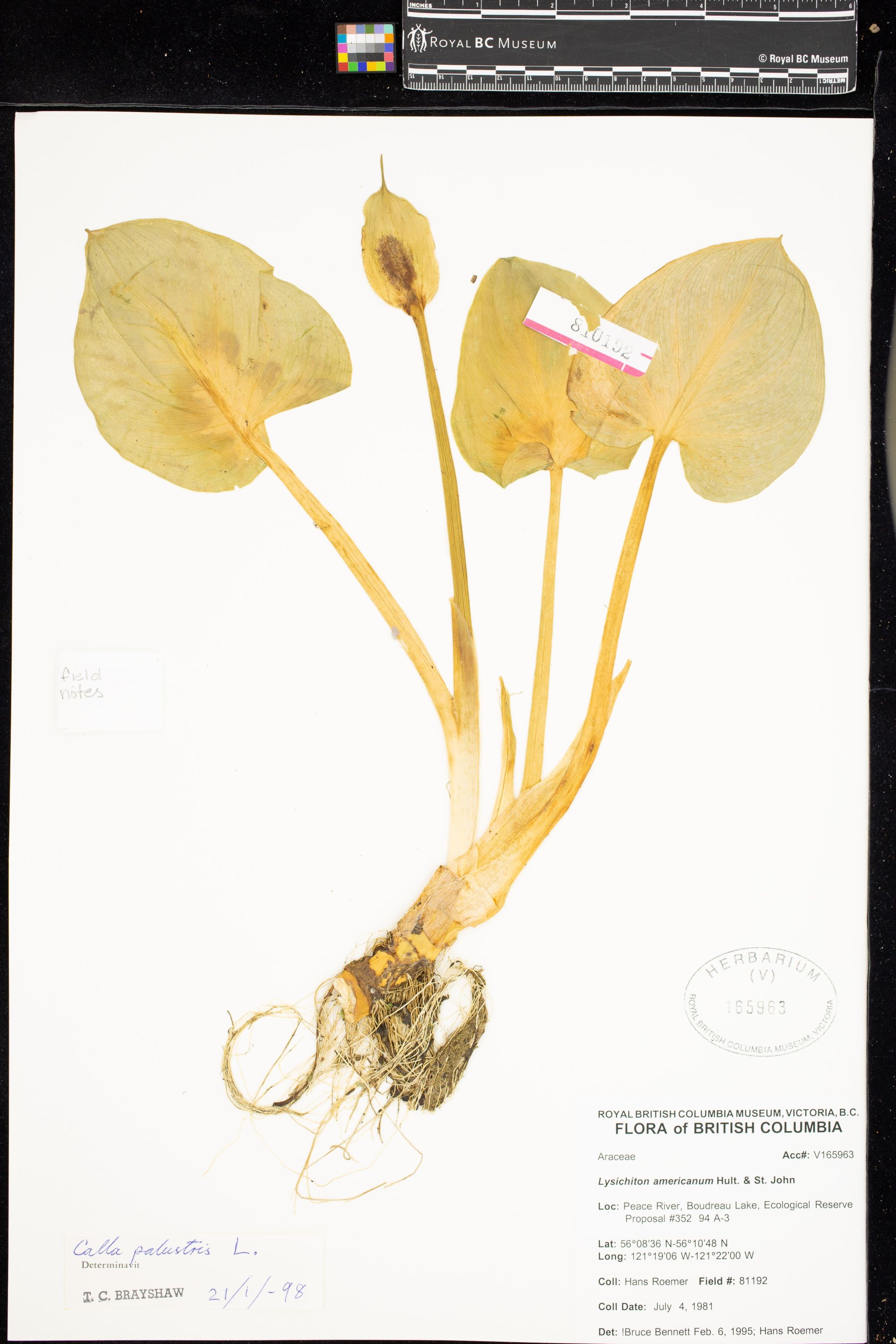 Image représentant Lysichiton americanum