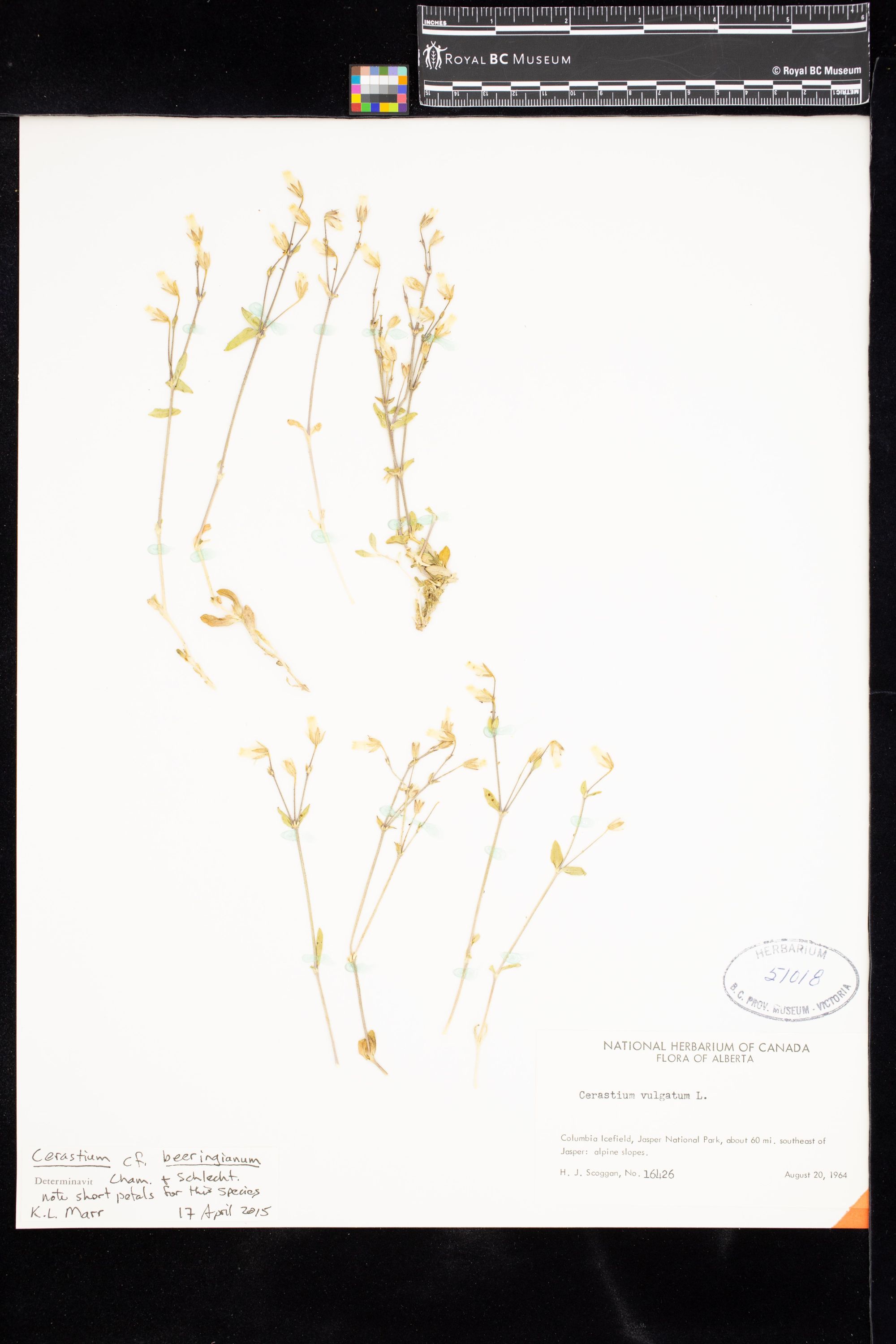 Image representing Cerastium beeringianum var. beeringianum.