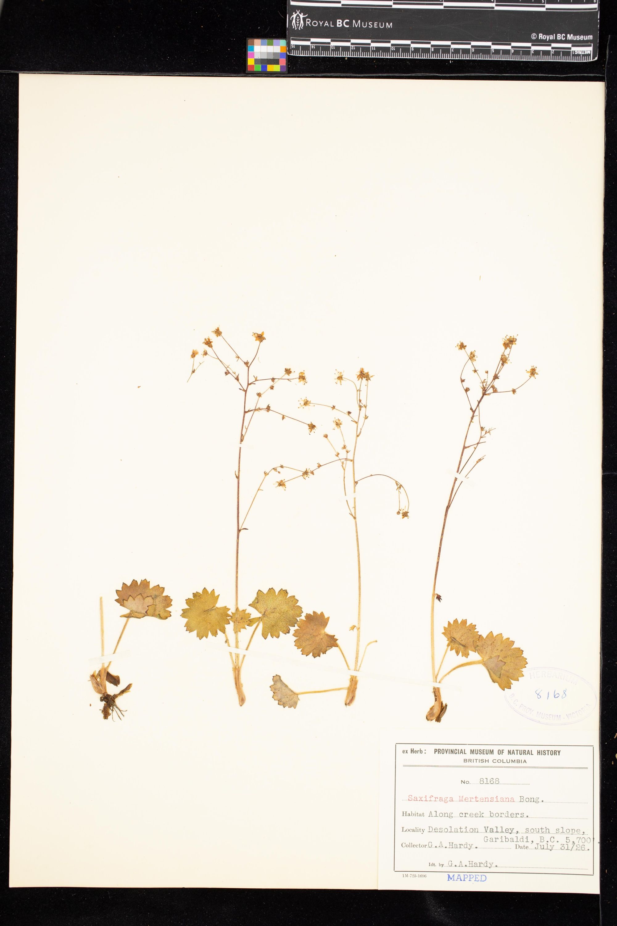 Image representing Saxifraga mertensiana.