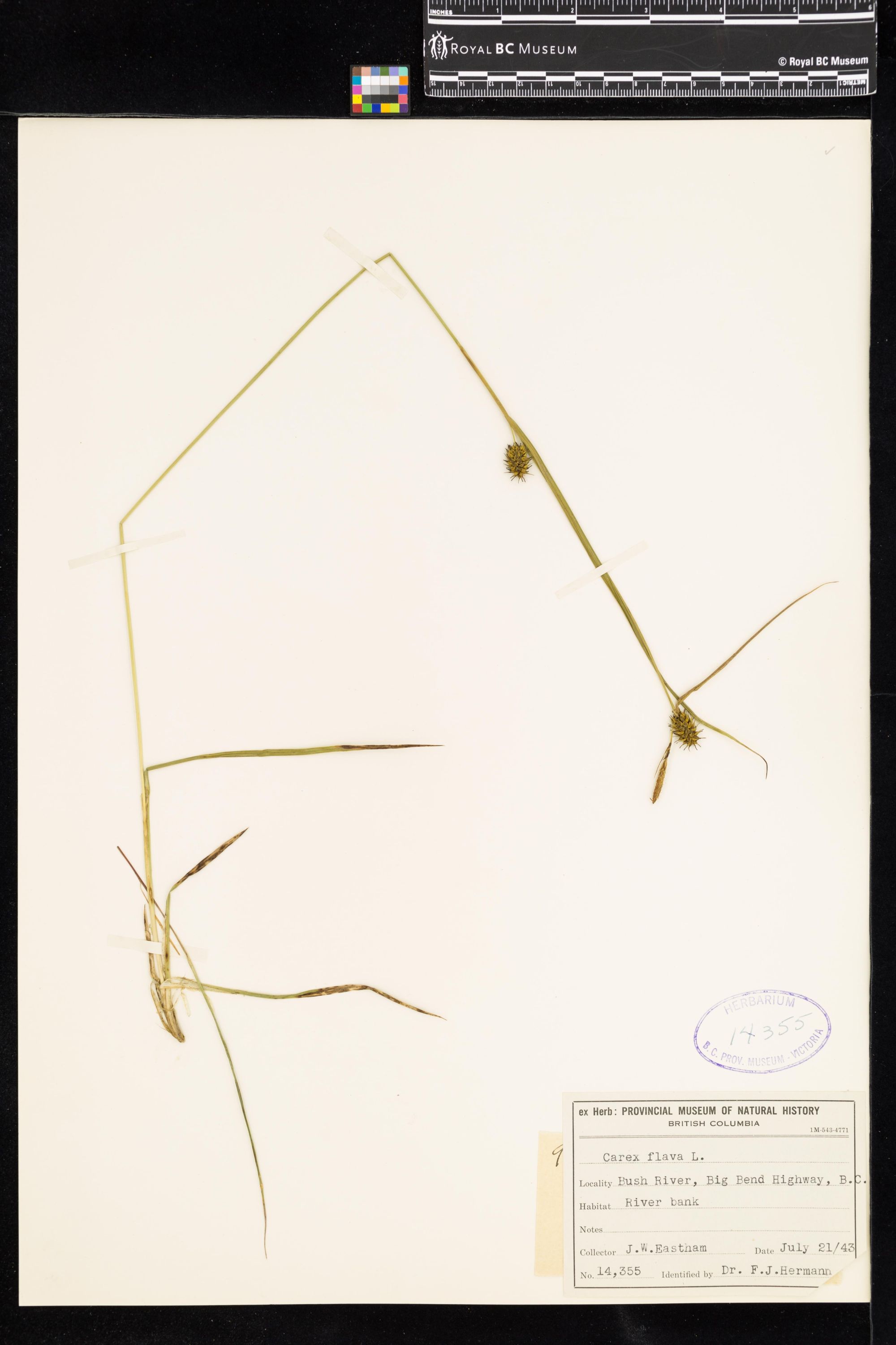 Image representing Carex flava.