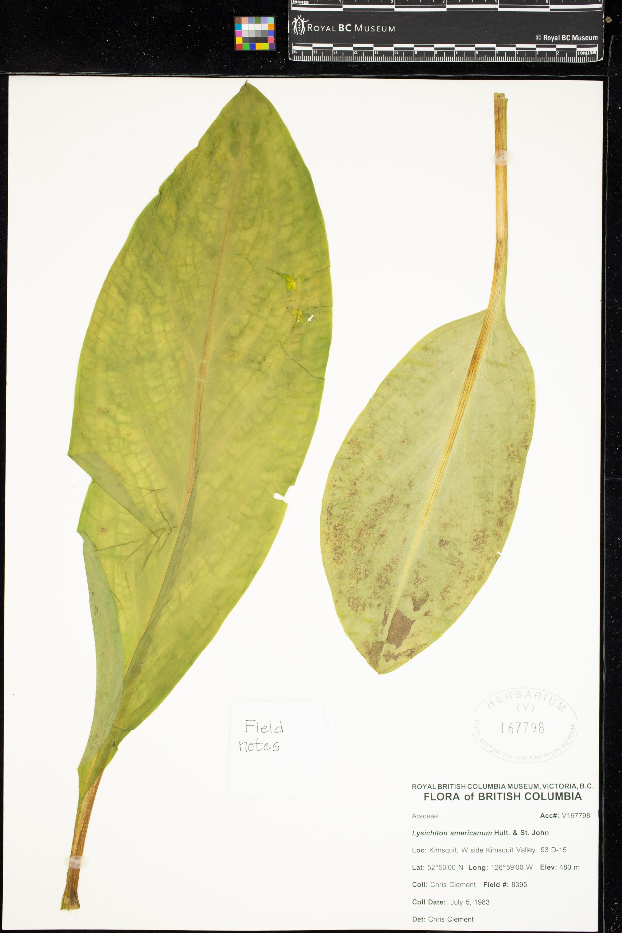 Image représentant Lysichiton americanum