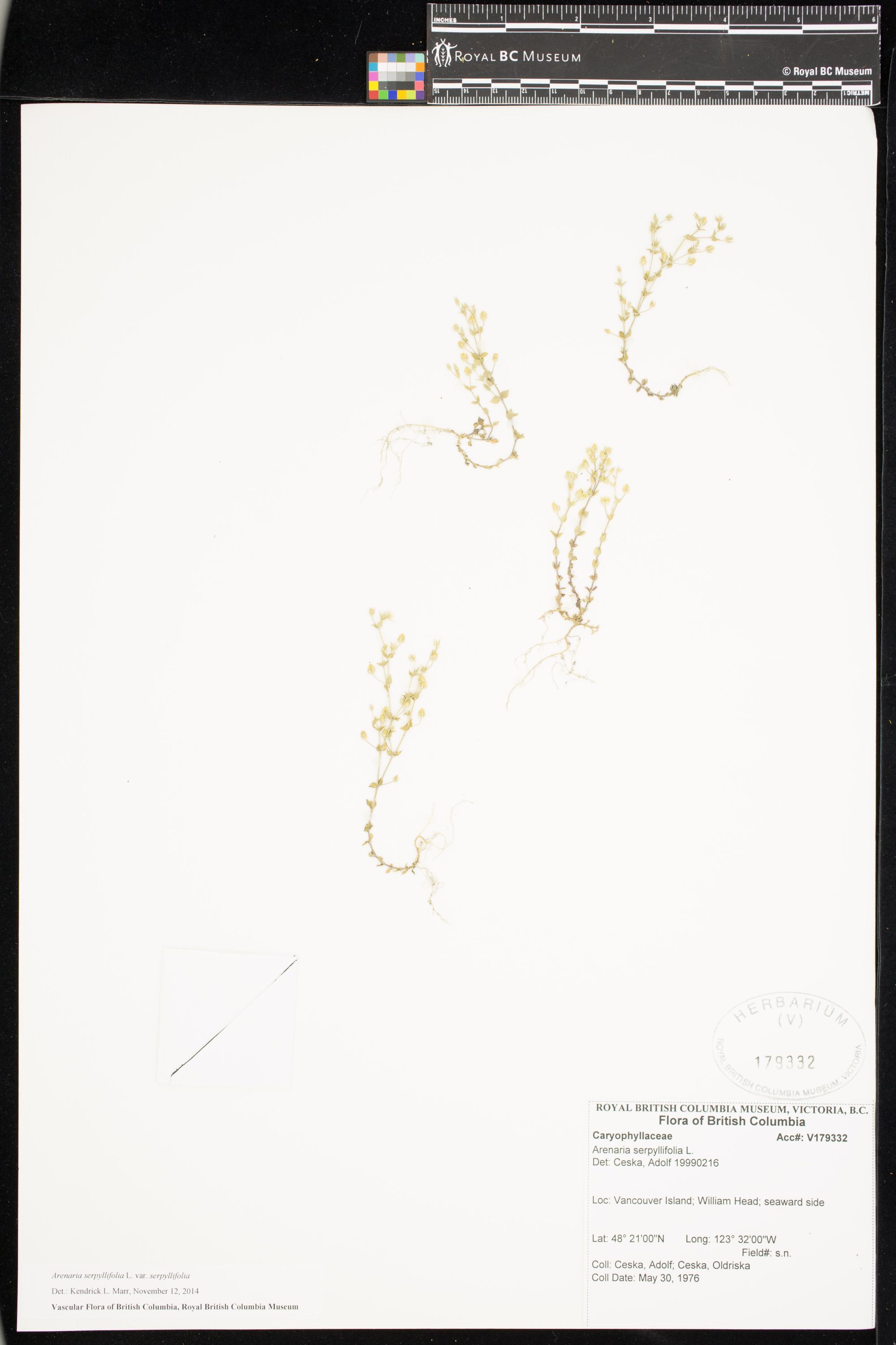 Image representing Arenaria serpyllifolia var. serpyllifolia.