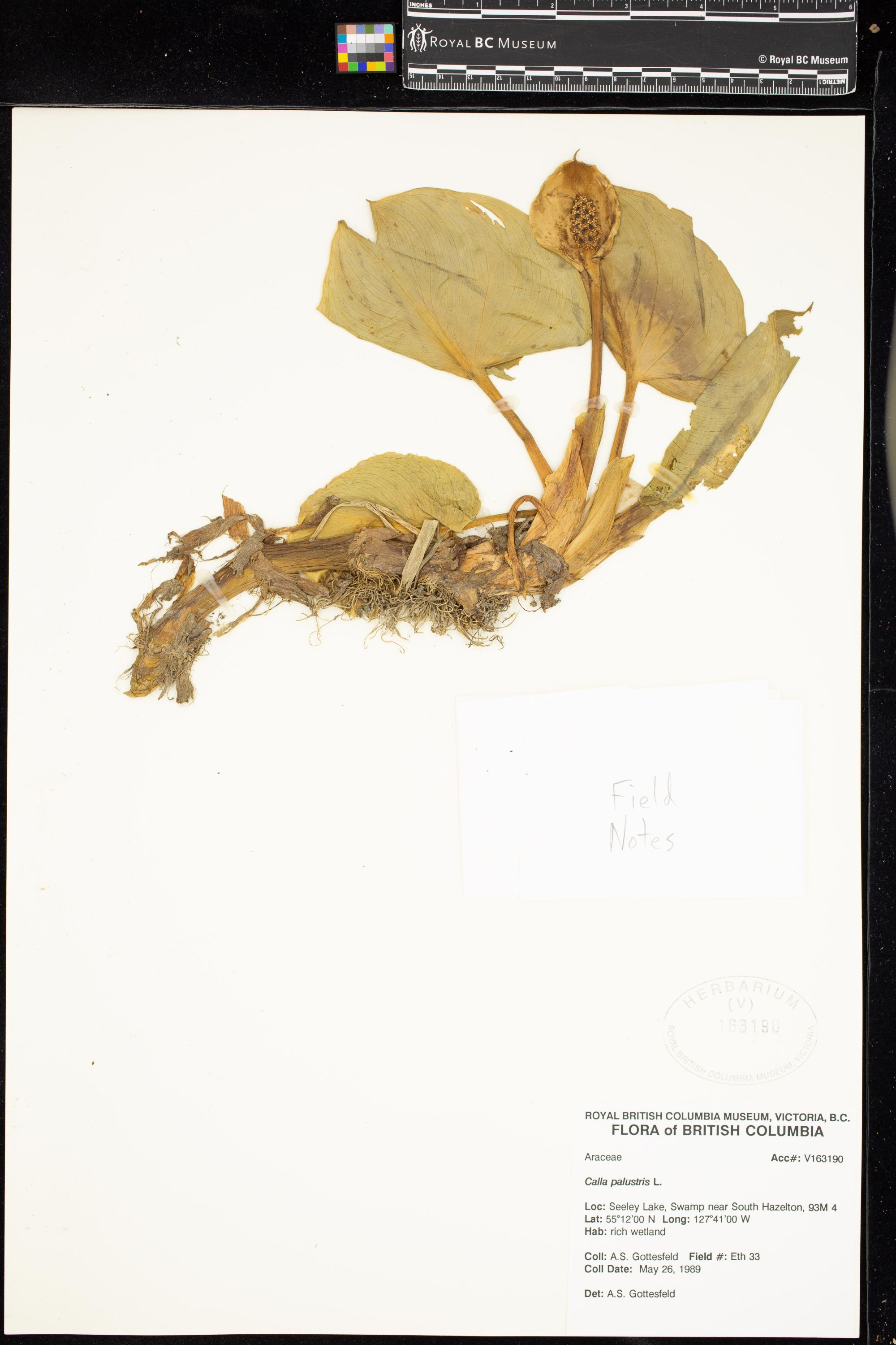 Image représentant Calla palustris