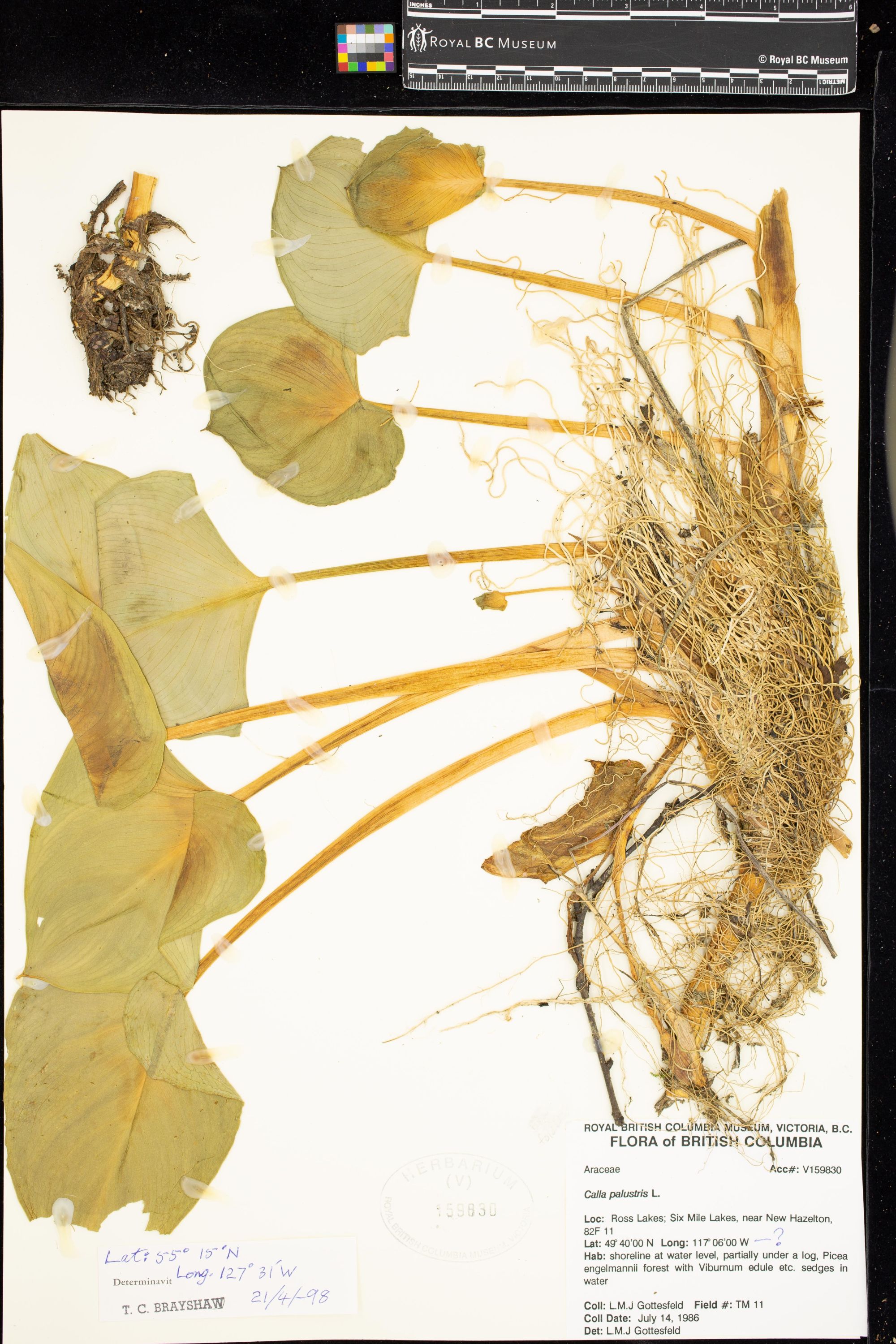 Image representing Calla palustris.