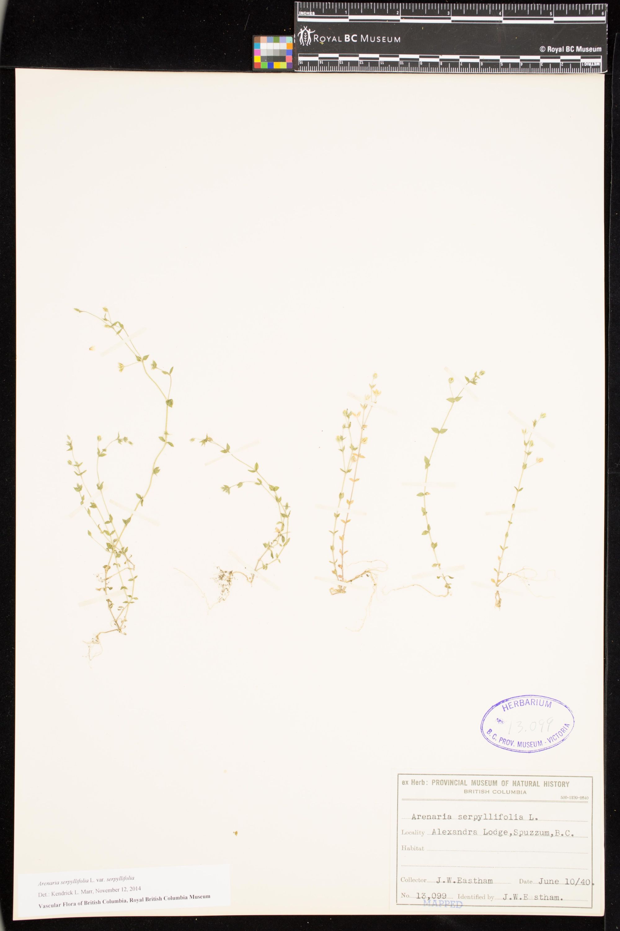 Image representing Arenaria serpyllifolia var. serpyllifolia.