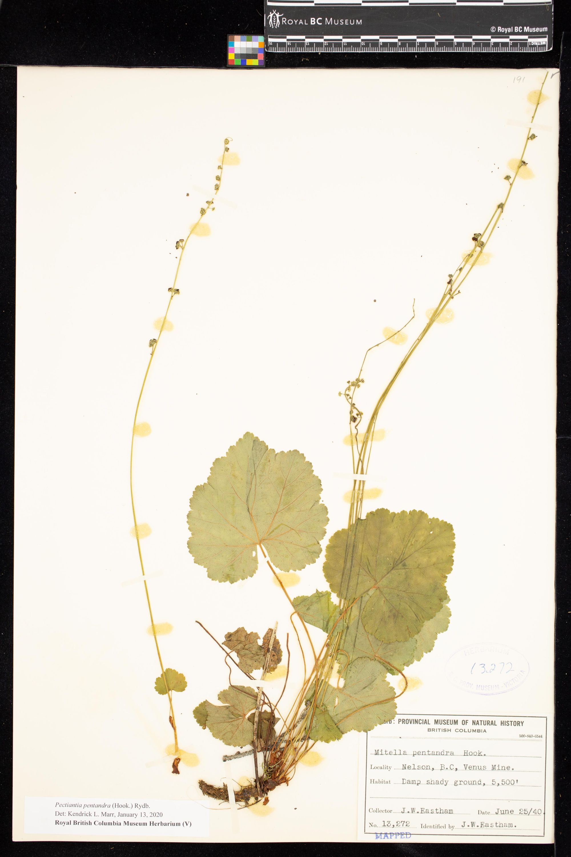 Image representing Pectiantia pentandra.